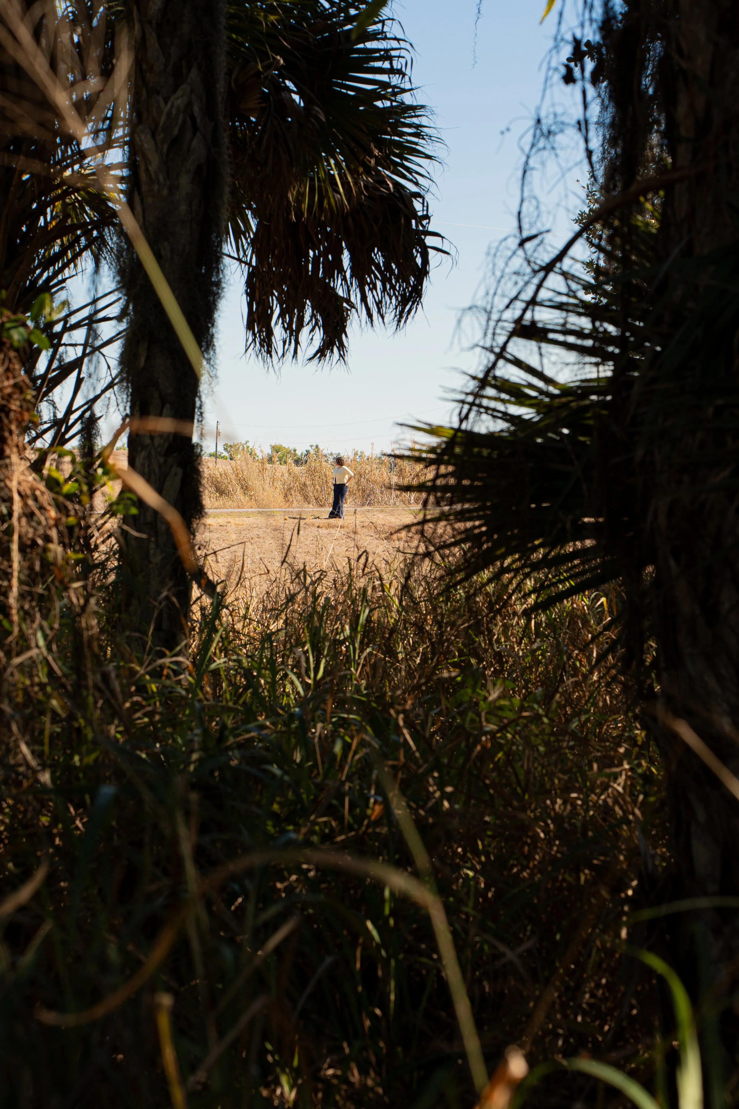 A person standing in a field, viewed through a gap in dense foliage and trees, with a clear sky in the background.
