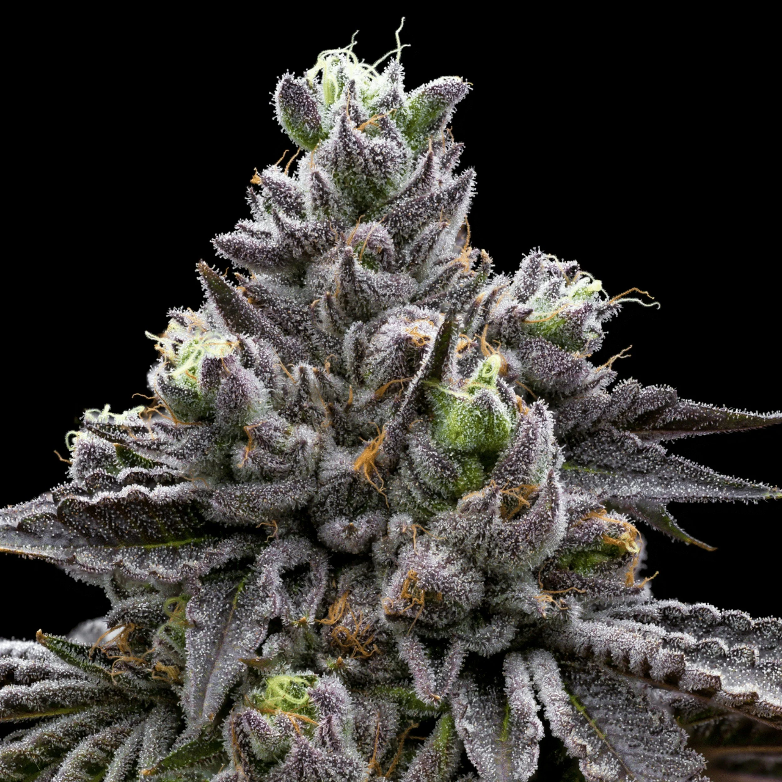 Close-up of a flowering cannabis plant covered in trichomes against a black background.