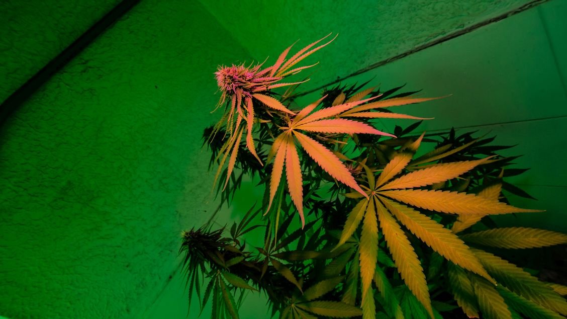 Indoor cannabis plant with yellow and pink-tinged leaves, illuminated by green grow lights.