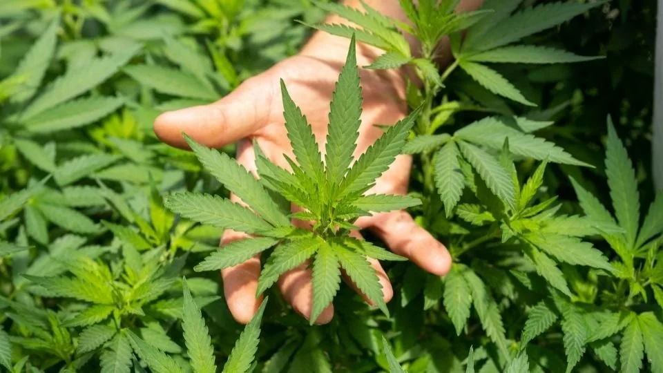A person holding a cannabis plant among other cannabis plants.