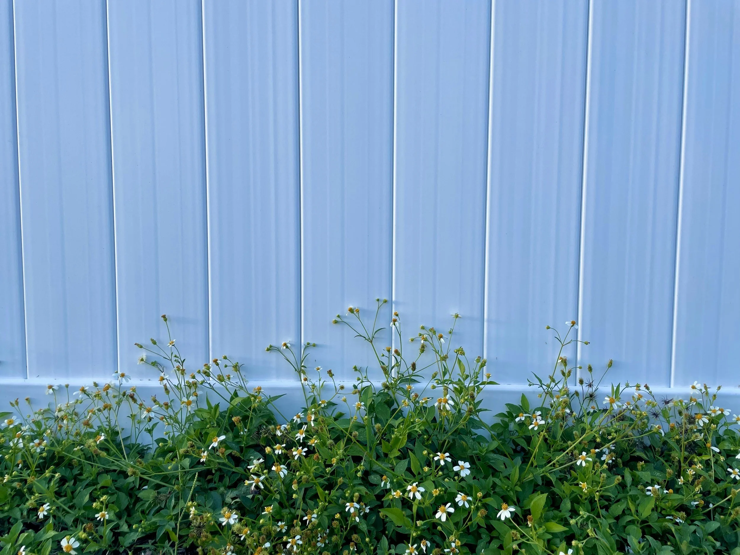 Small white flowers with yellow centers blooming in front of a white vinyl wall.