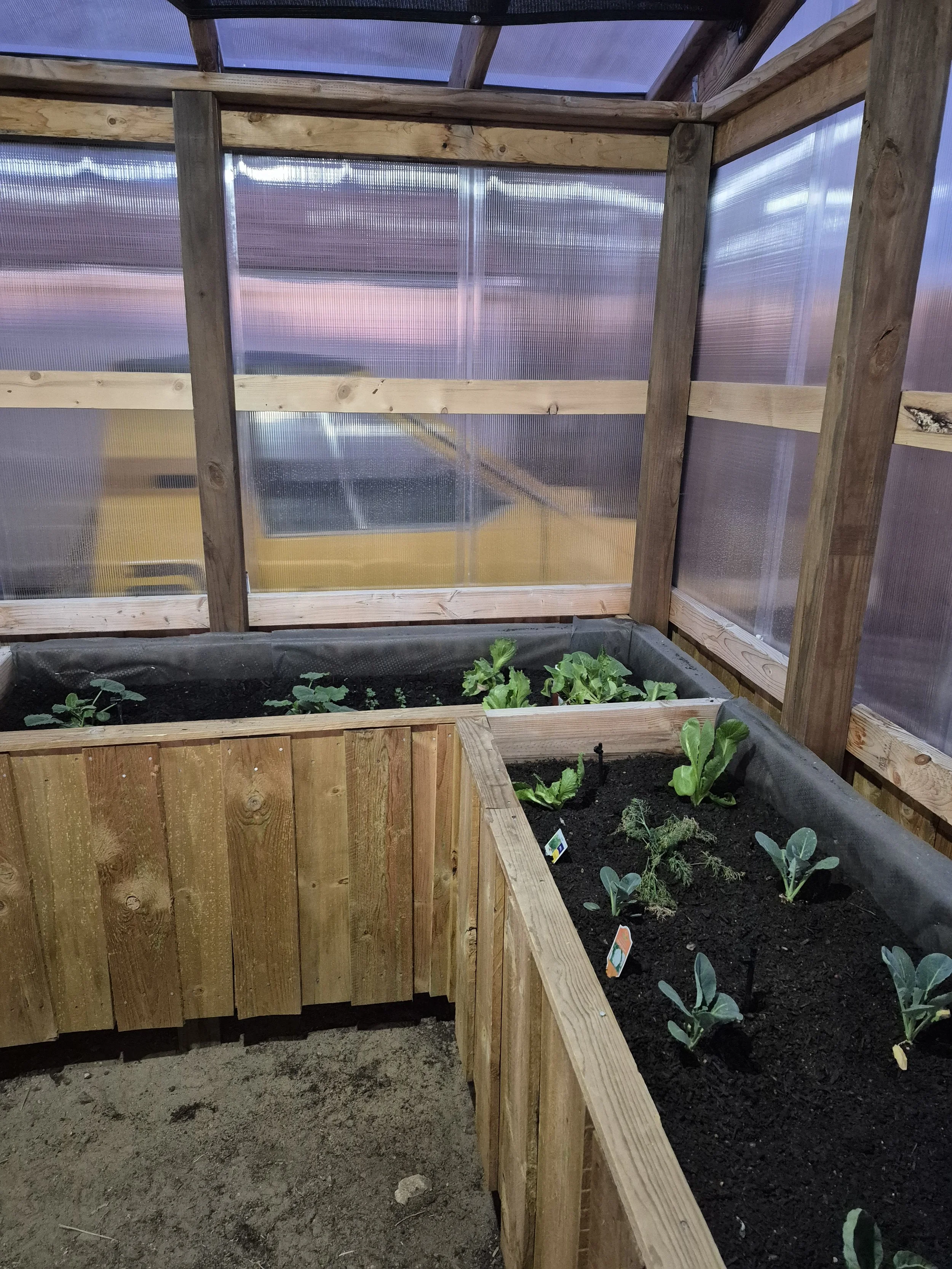 Inside a small greenhouse with wooden framing and transparent plastic walls, containing raised wooden garden beds filled with soil and various leafy green vegetables.