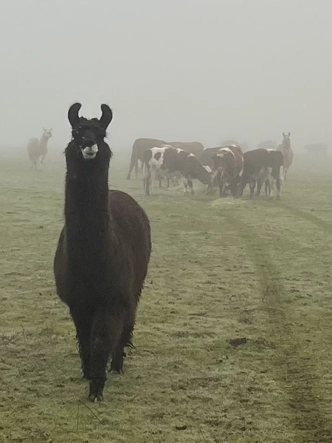 A black llama wearing sunglasses standing in a foggy pasture with cows in the background.
