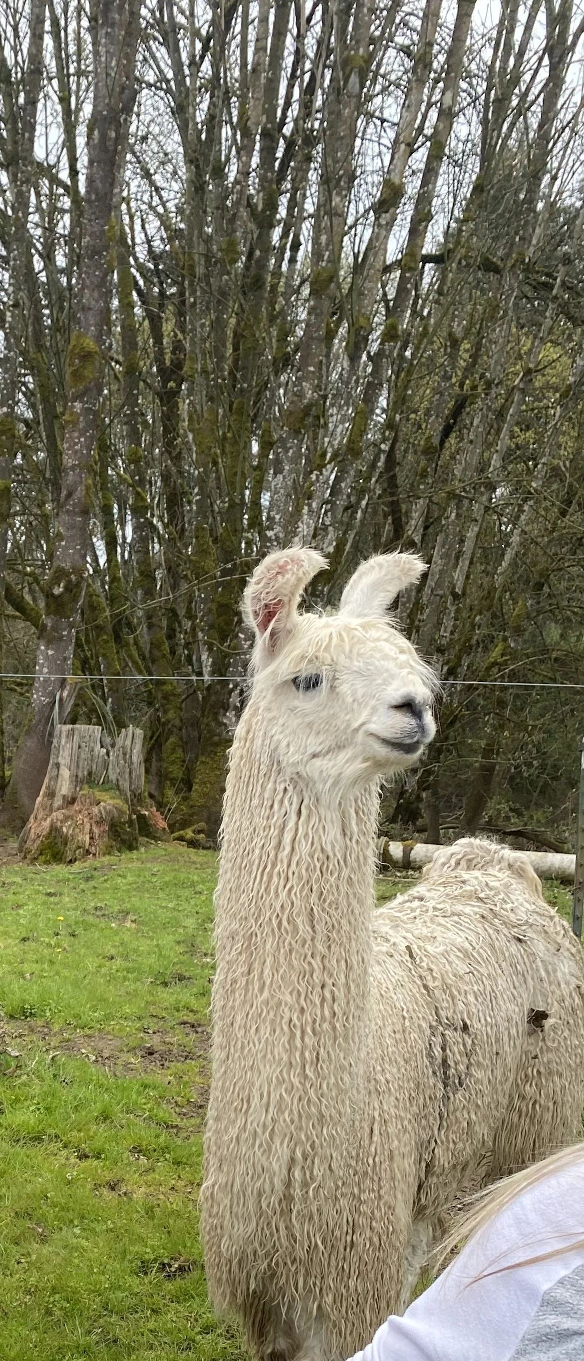 website llama willa.jpeg