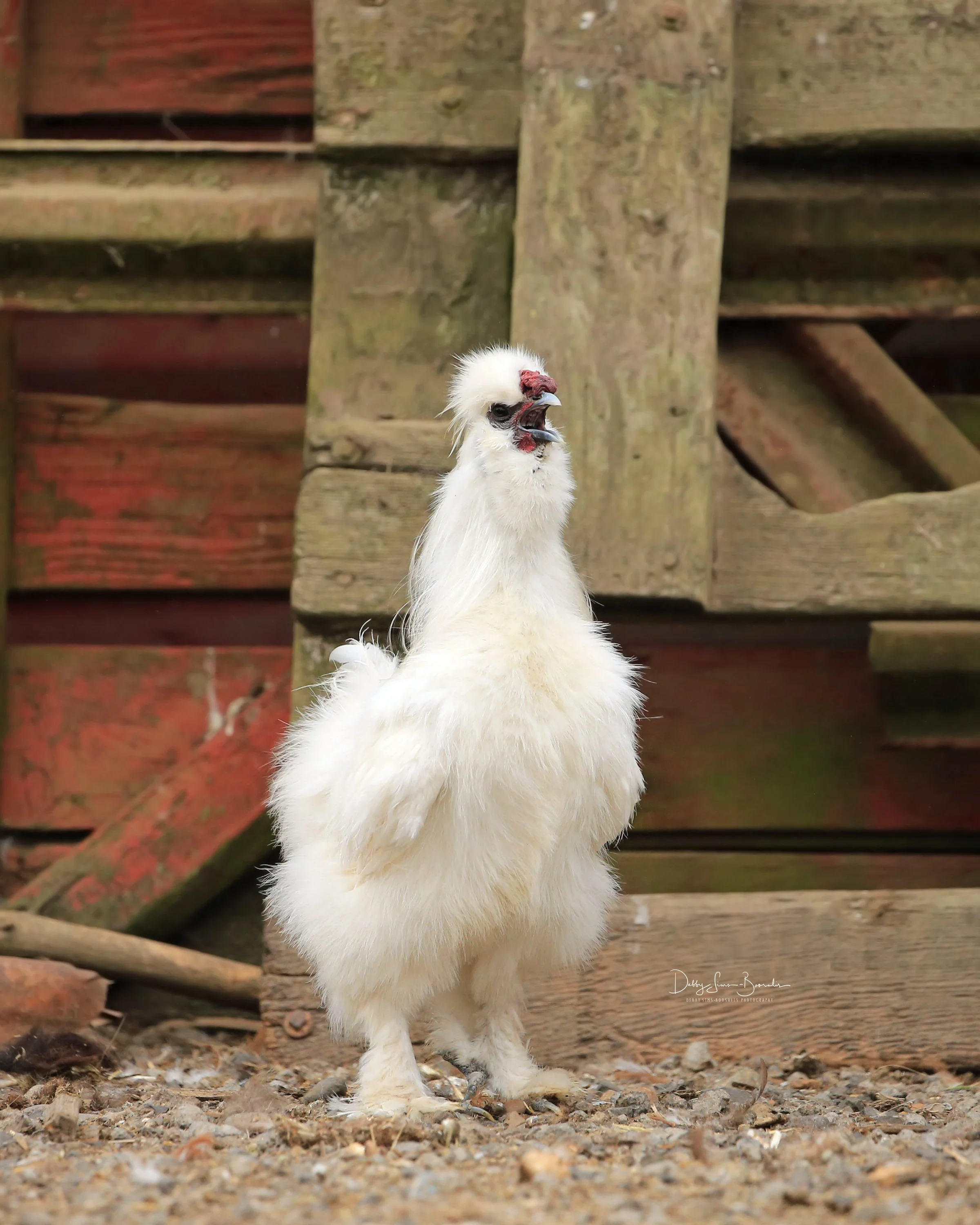 Erlin White chicken.jpg