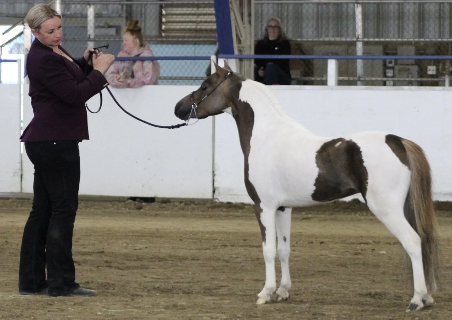 A woman with blonde hair holding a leash attached to a young, white and brown pinto horse inside an indoor riding arena, with two other people watching in the background.