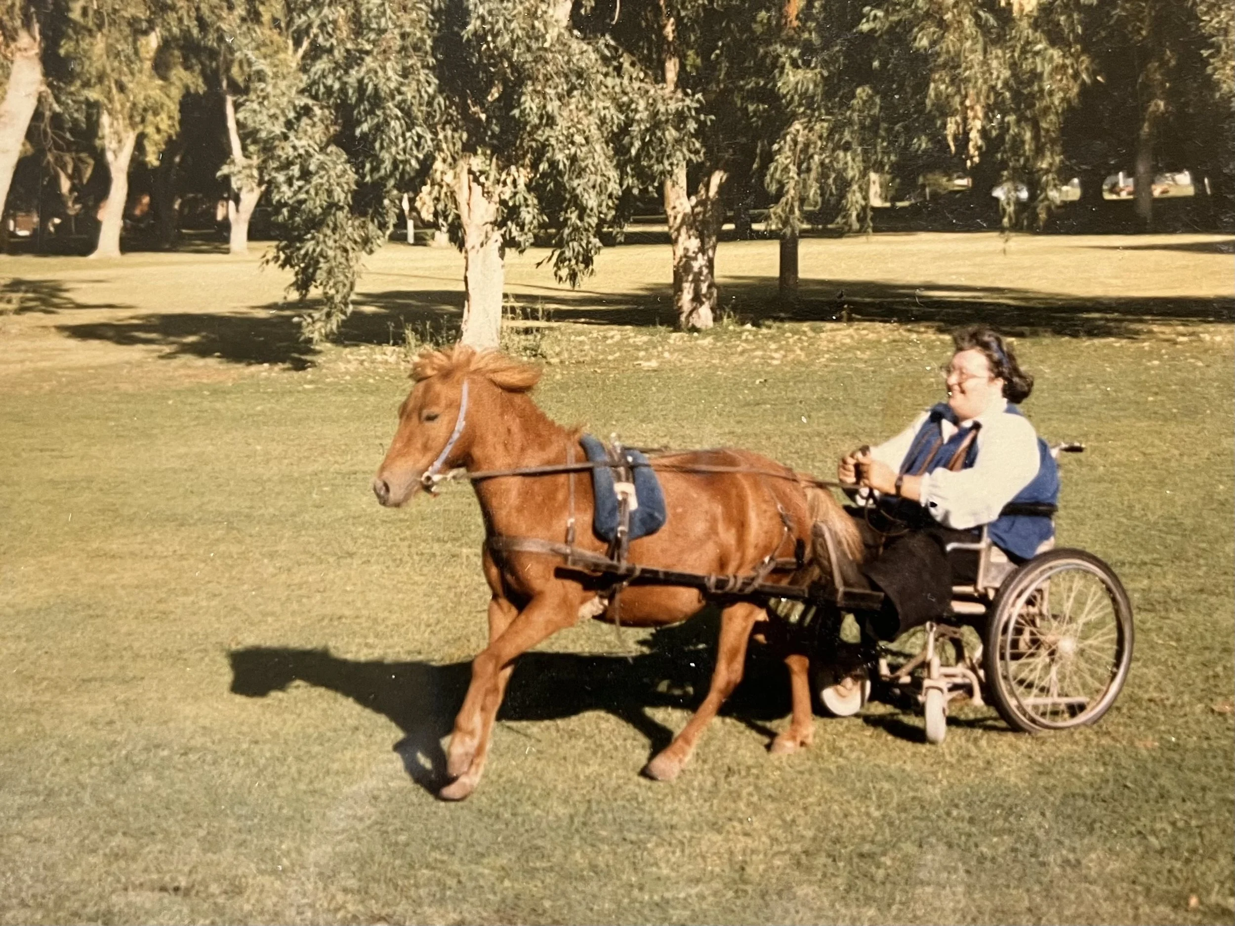 A person with glasses and dark hair driving a small horse-drawn cart in a park with green grass and trees.