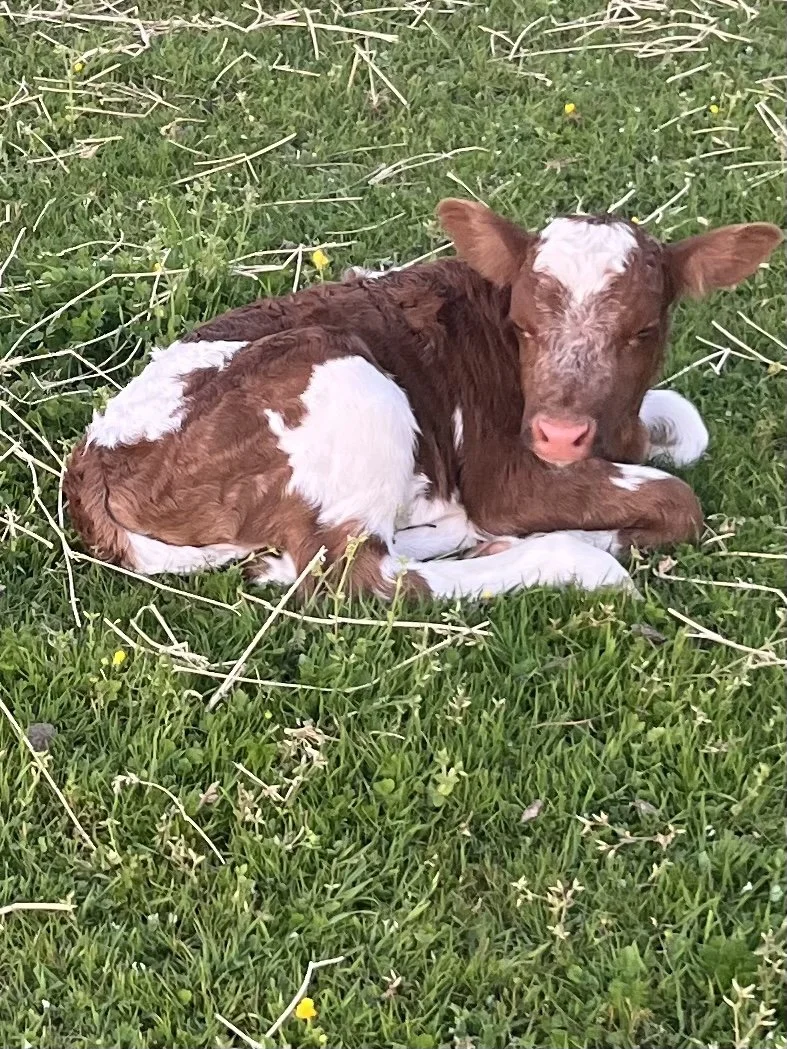 website cattle calf pic 5.JPG