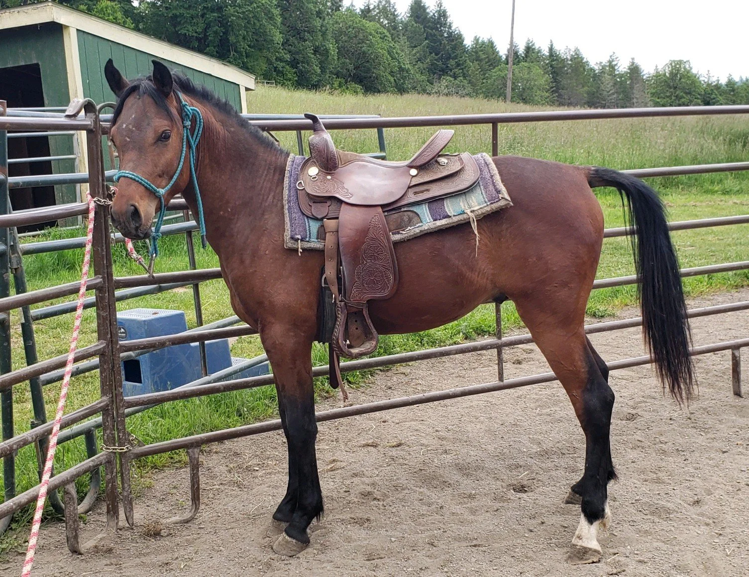 website Babson Kavanaugh w saddle.JPG