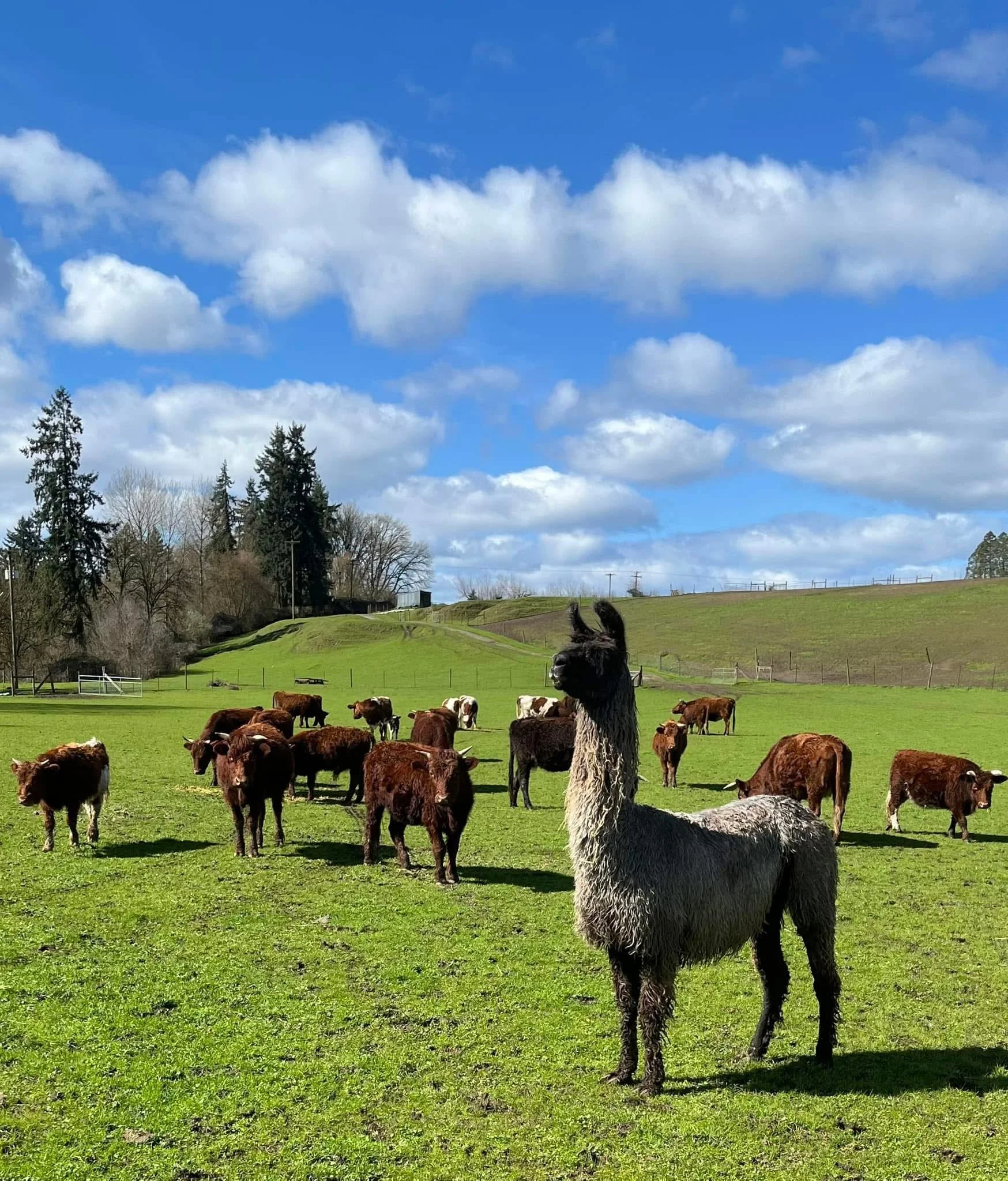 website Moth and cows.JPG