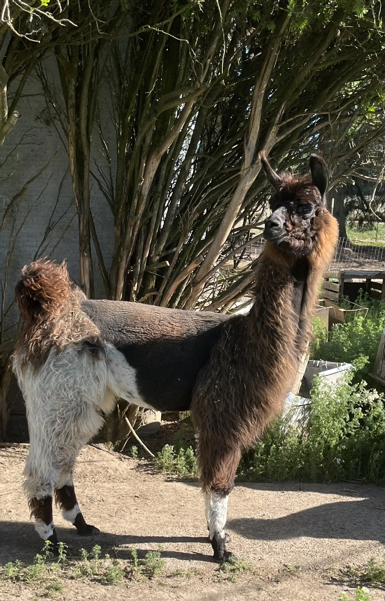 WW LLAMA ZZZSA.jpeg