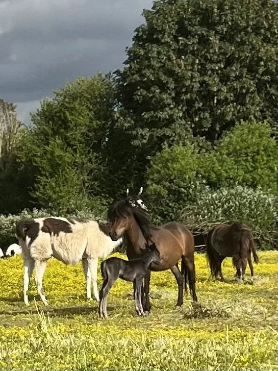 2026 SUNDANCE LB APPALOOSA FOALS