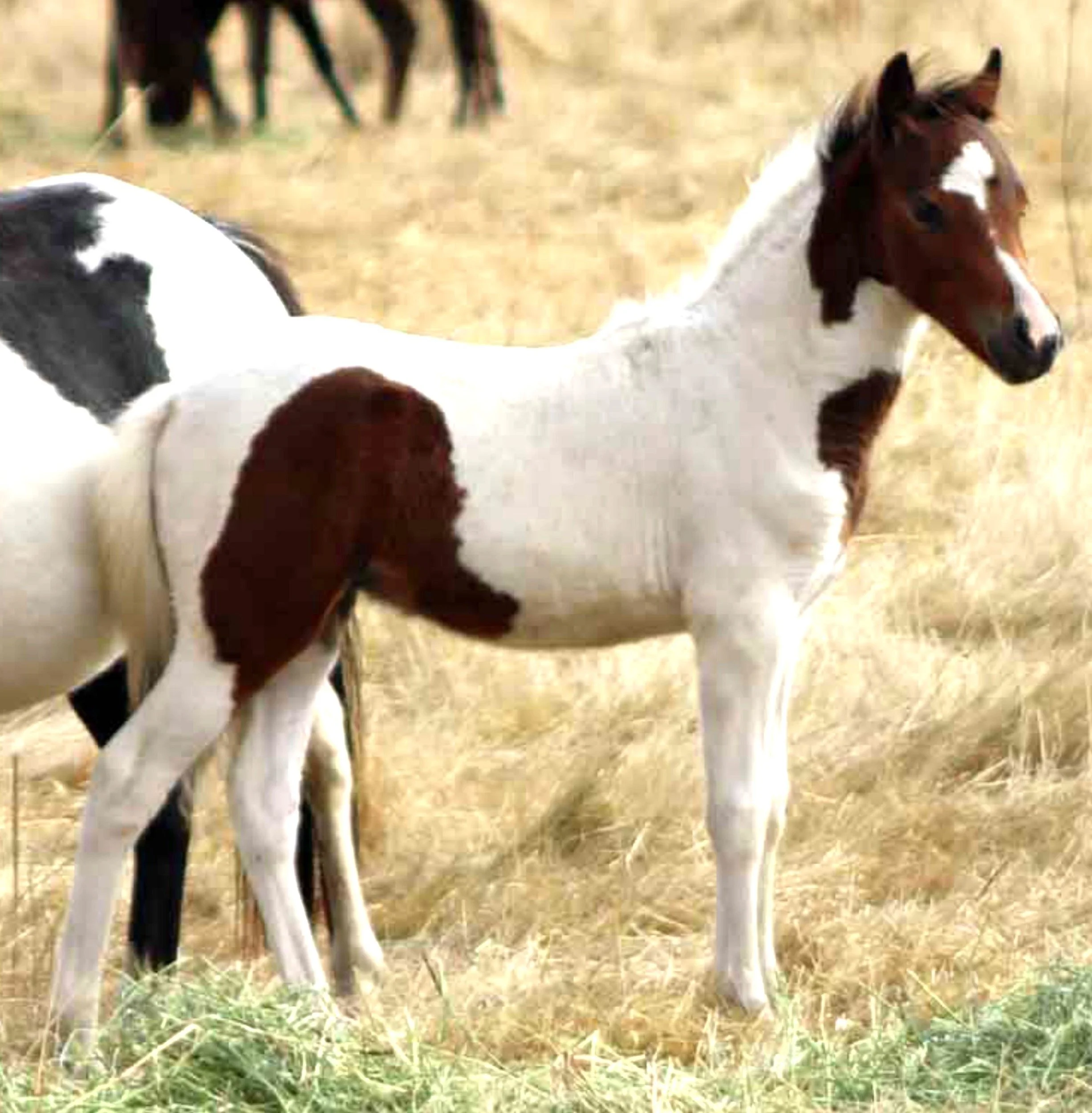 2023 Jubilee colt 5_edited_edited_edited_edited.jpg