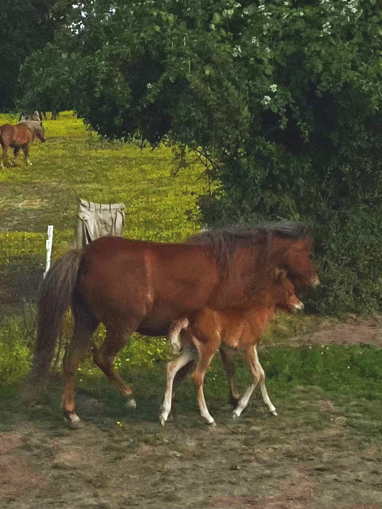 A brown mare and foal walking together in a grassy area near trees, with a few other horses visible in the background.