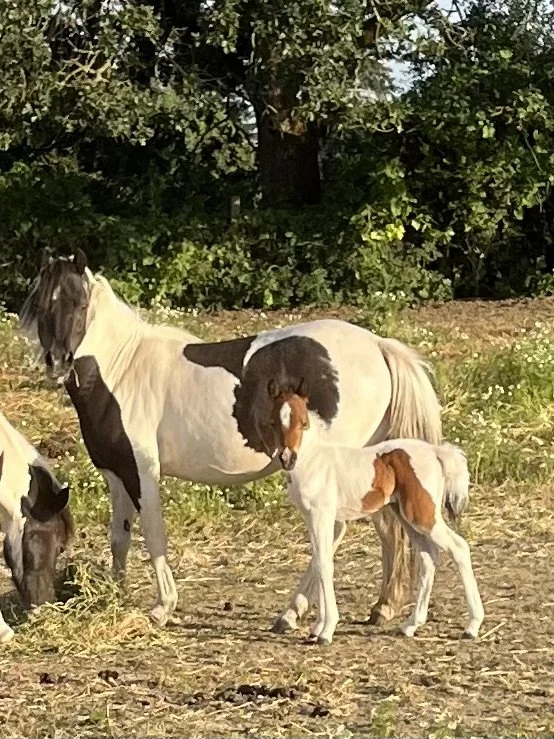 A mare and foal standing on a grassy area with trees in the background.