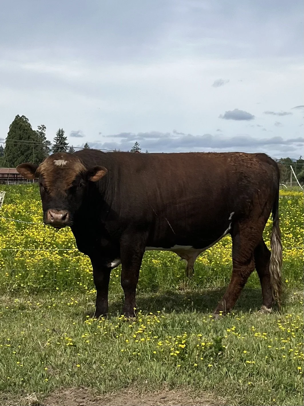 POLLED BULL