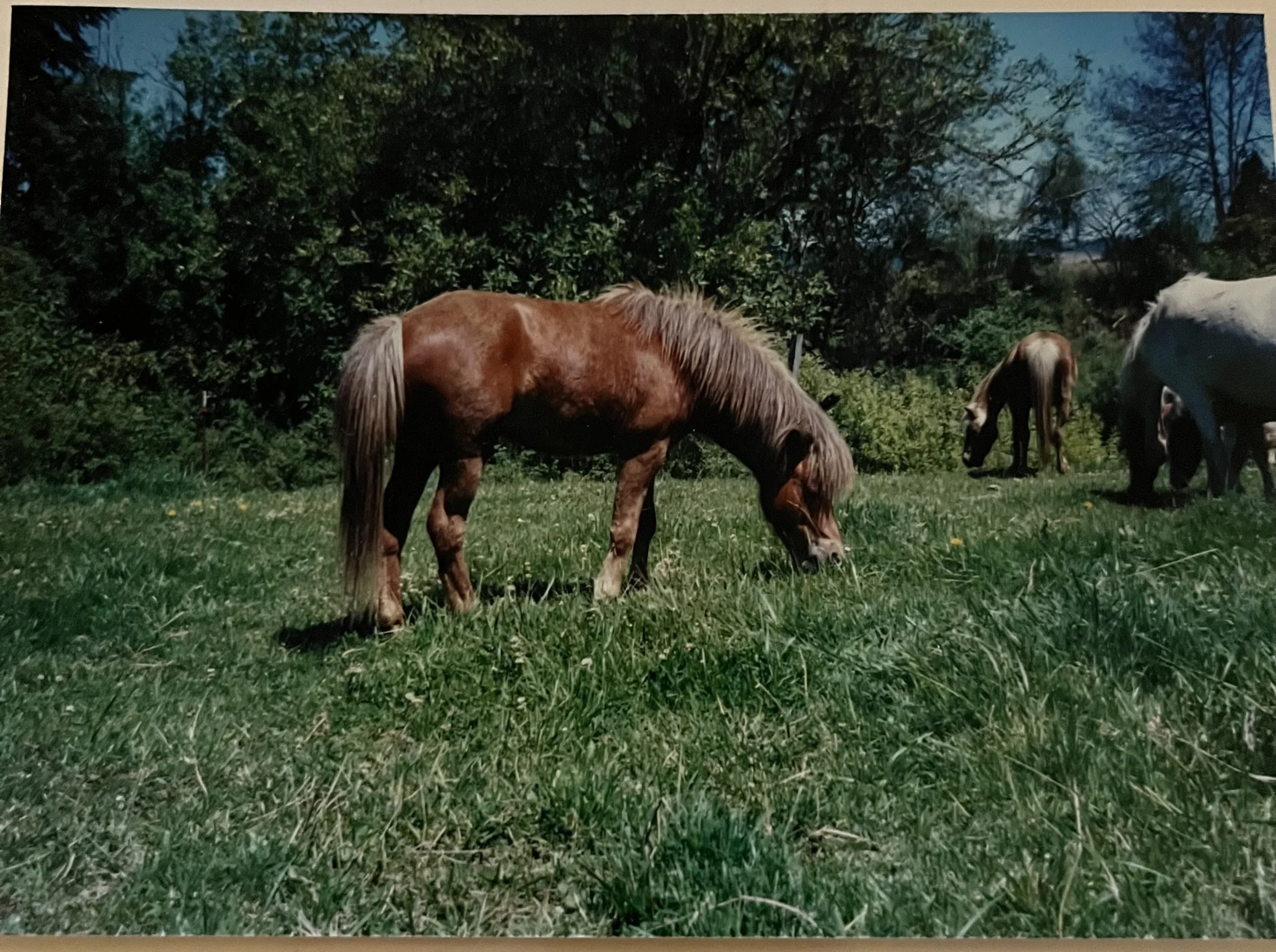 Three horses grazing on a green grassy field with trees in the background.