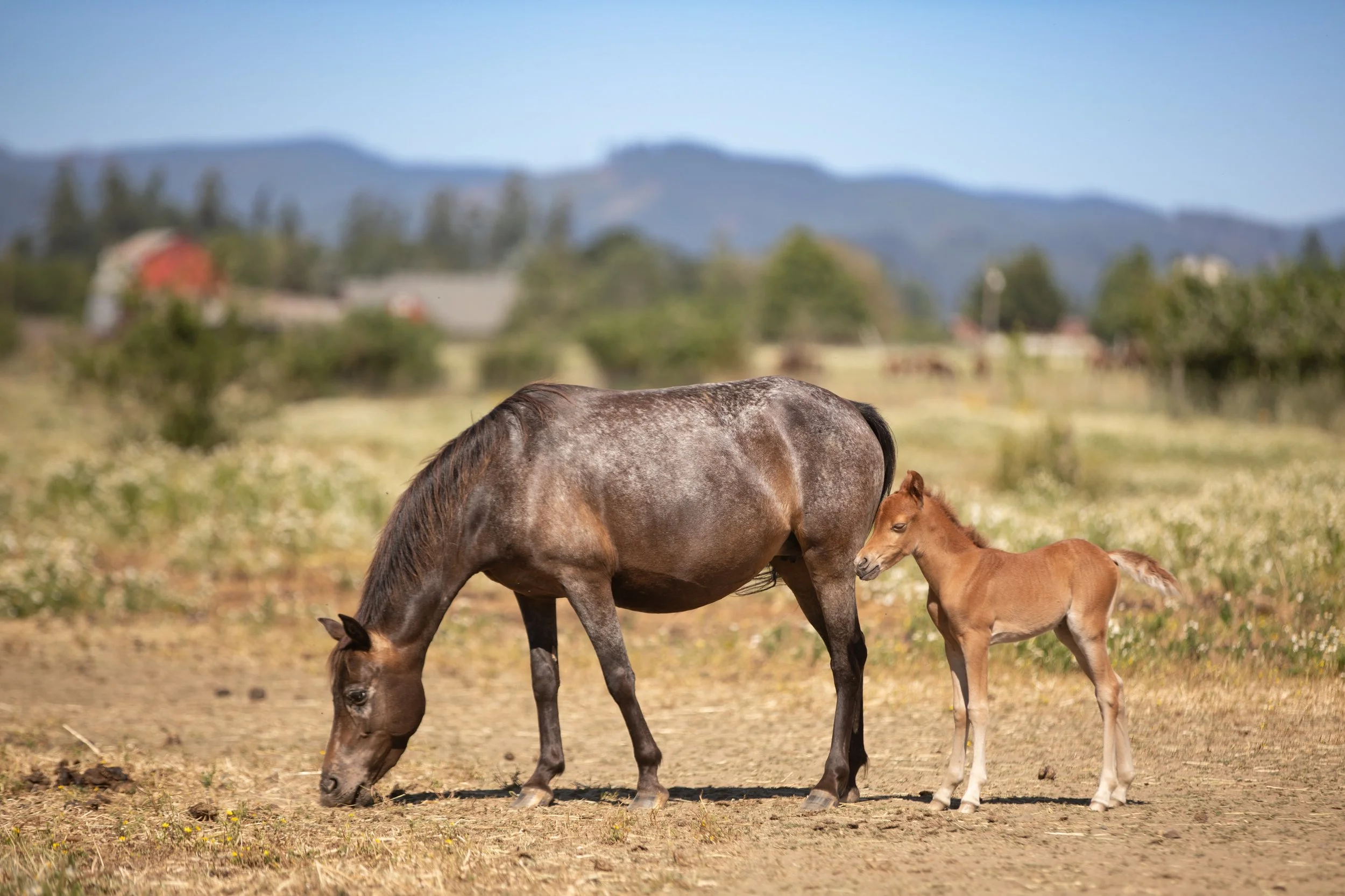 2026 Brian Ponies appy with foal .jpg