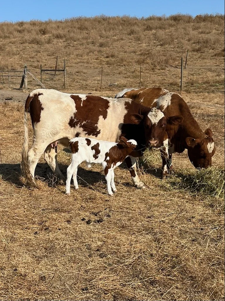 Web Cattle.JPG