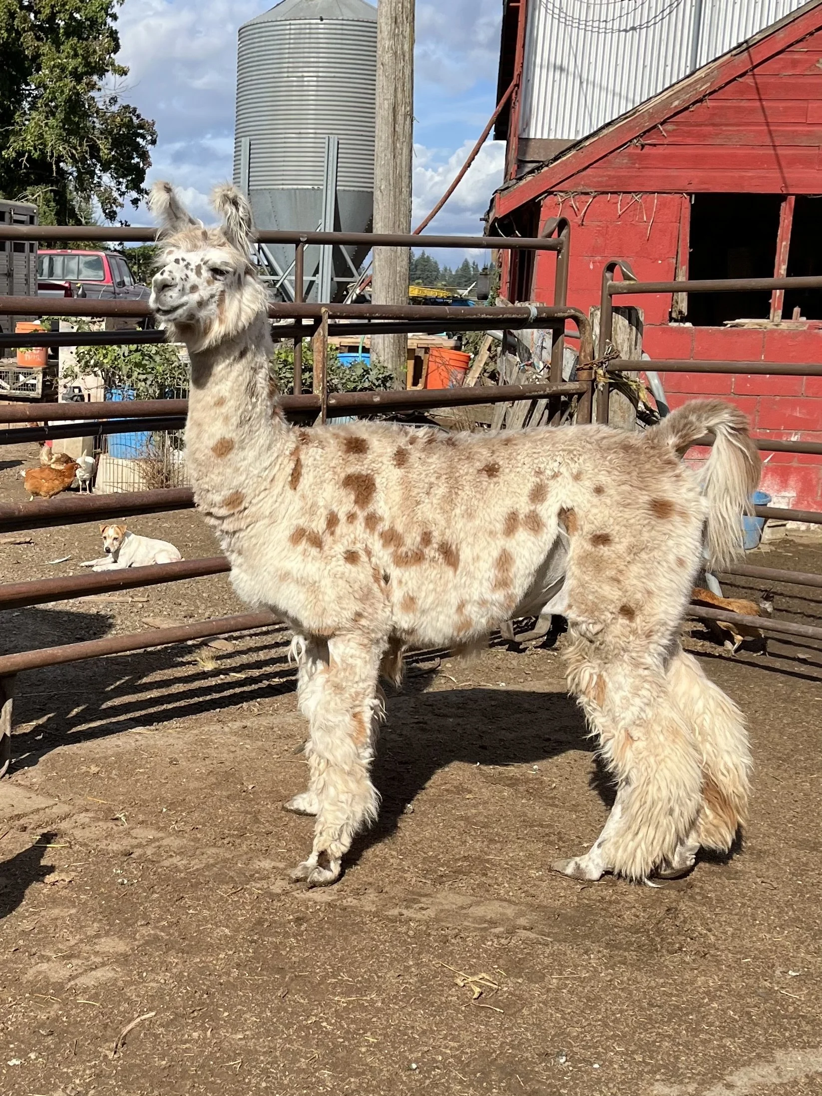 A farmyard scene with an alpaca in the foreground, a dog lying on the ground, chickens, and farm buildings and equipment in the background.