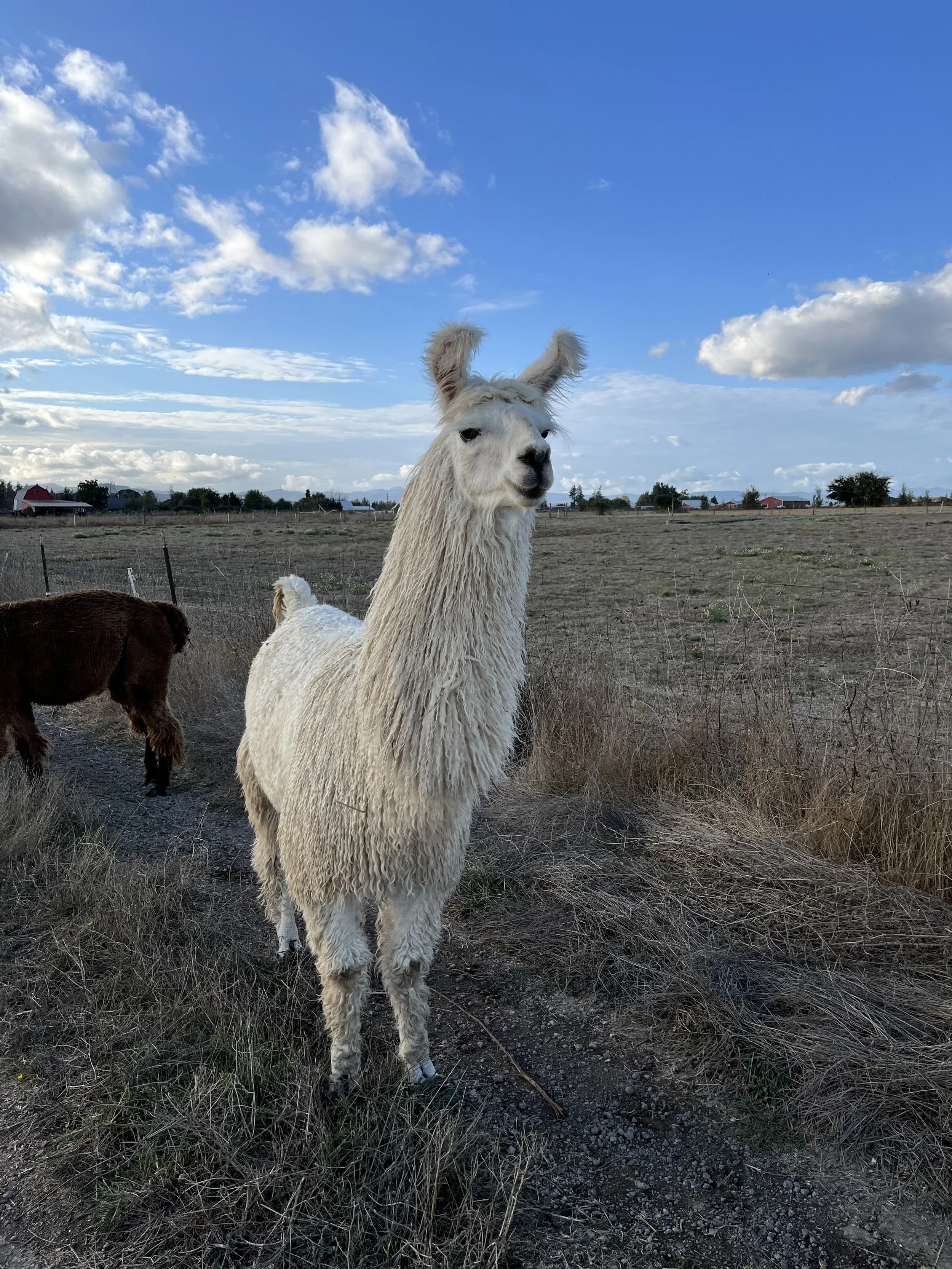 A white llama standing in a dry field under a blue sky with scattered clouds.