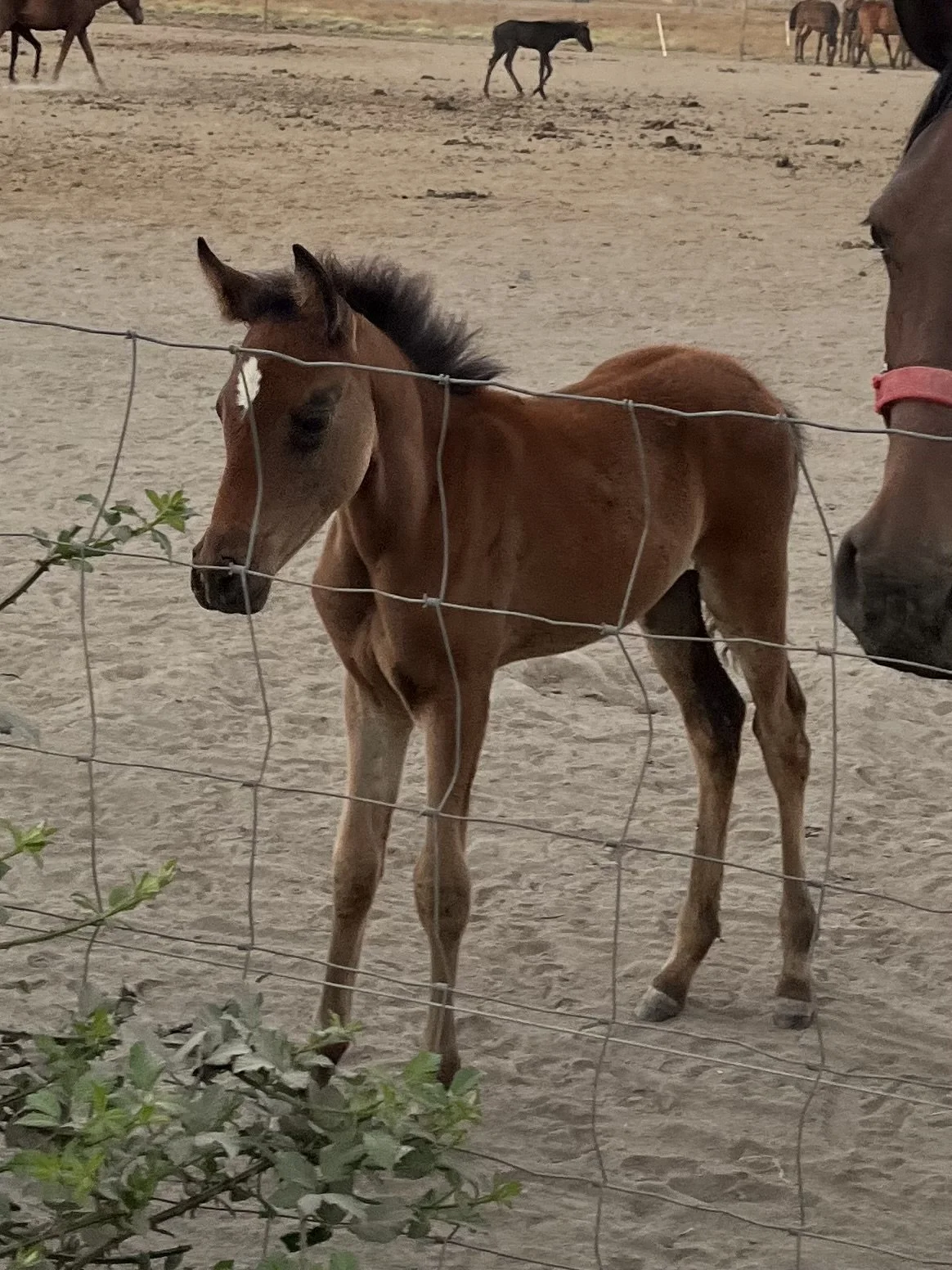 WW BABSON 2026 FOALS.jpeg