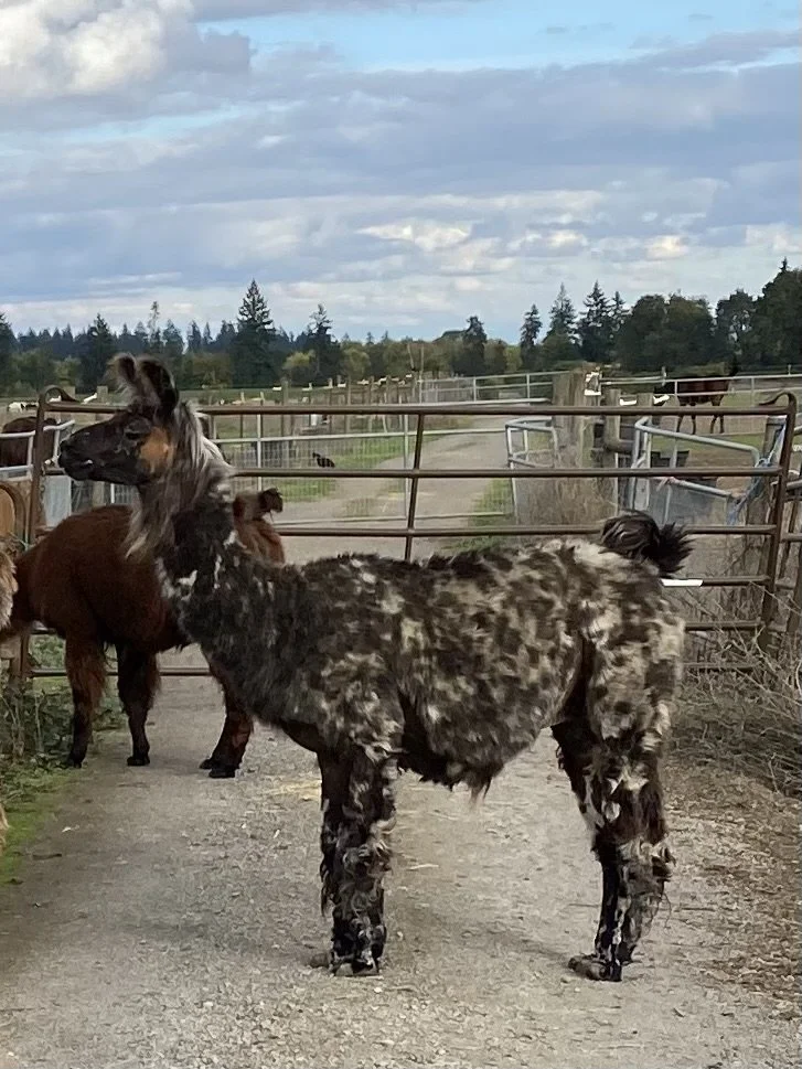 A young Highland calf with a spotted coat standing on a farm road, with other goats and horses in the background under a partly cloudy sky.