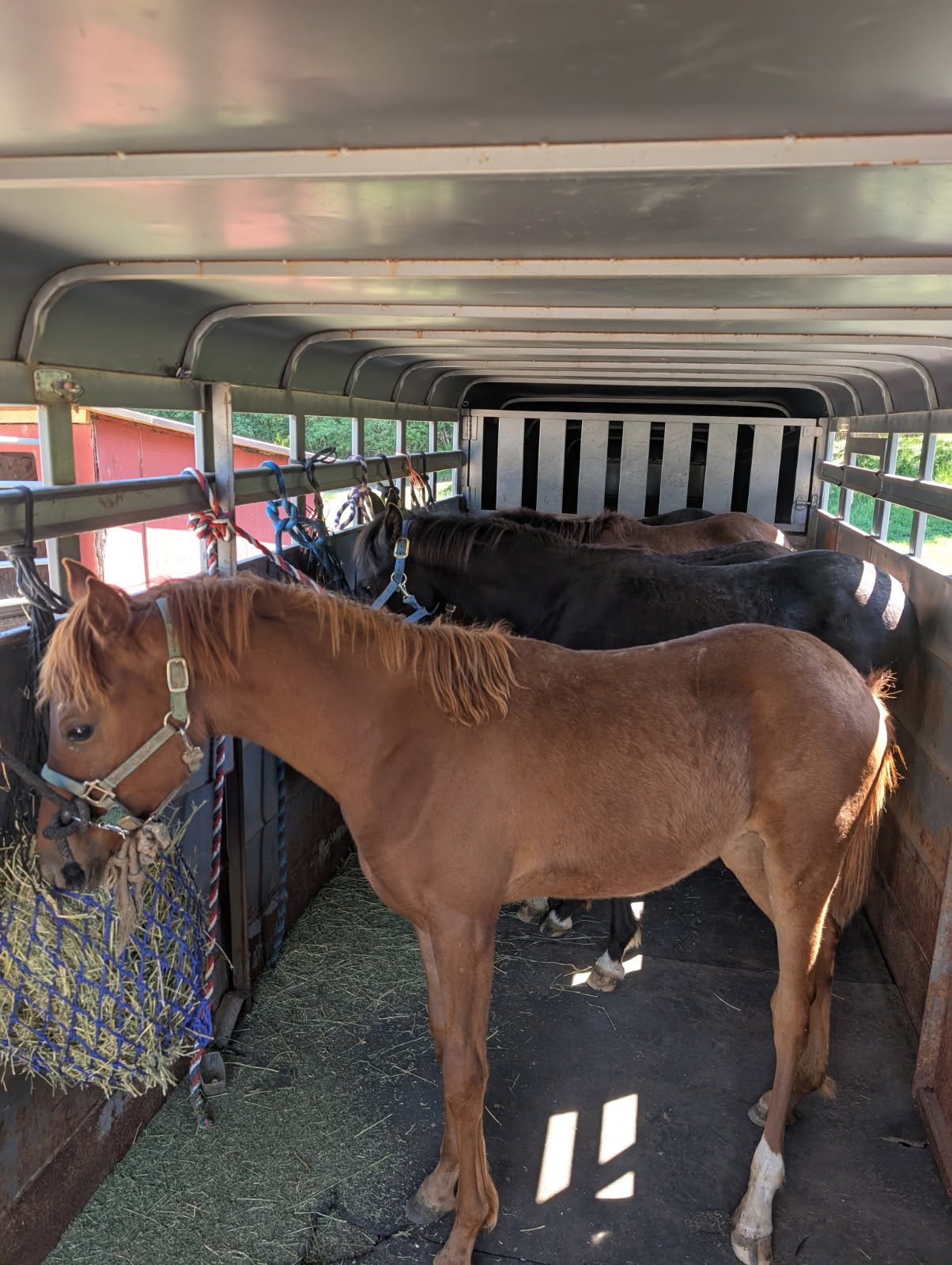 SUNDANCE LB BABSON FOALS, JUVENILES AND ADULTS