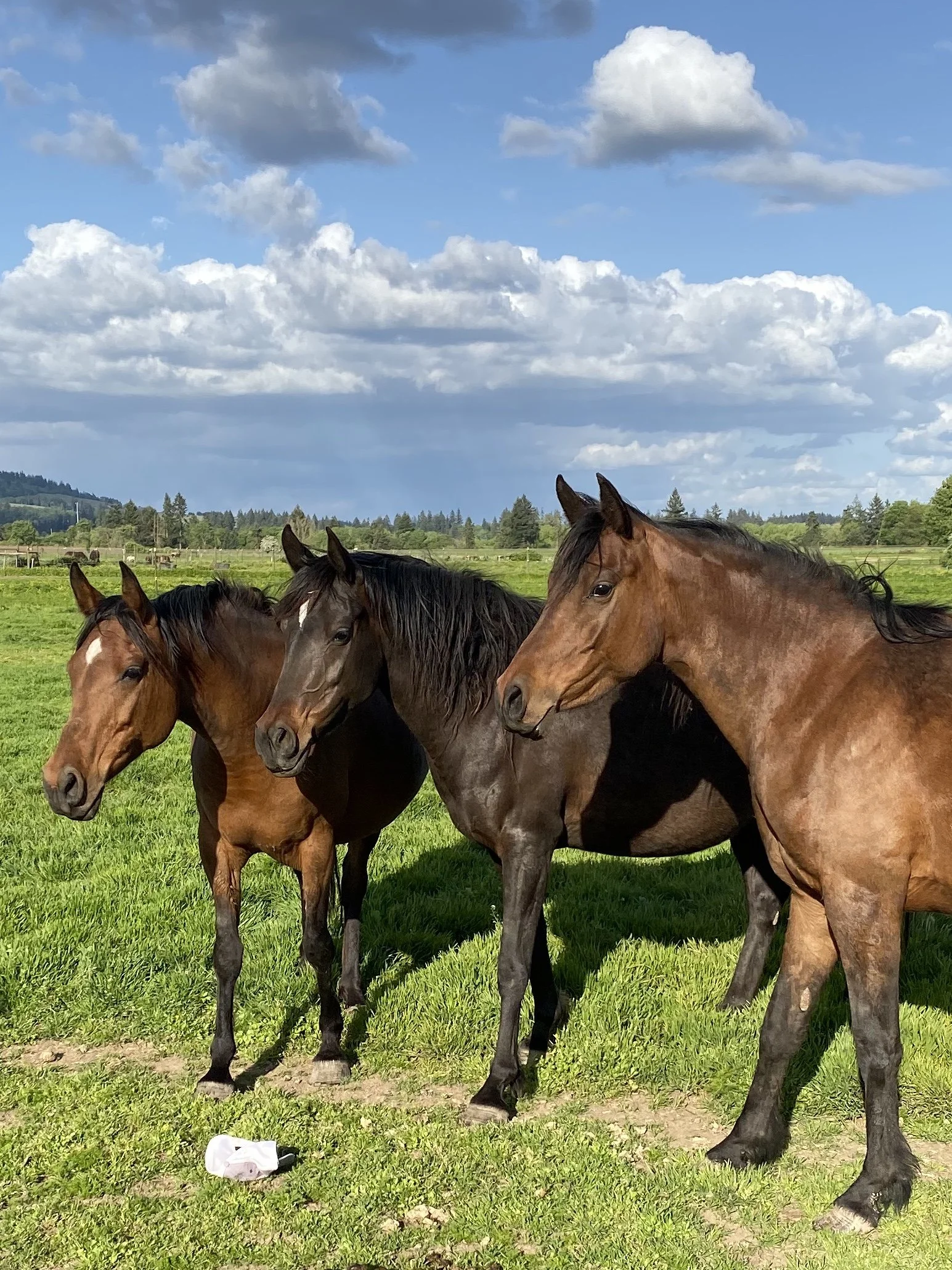 website Babson Mare Heads.jpg