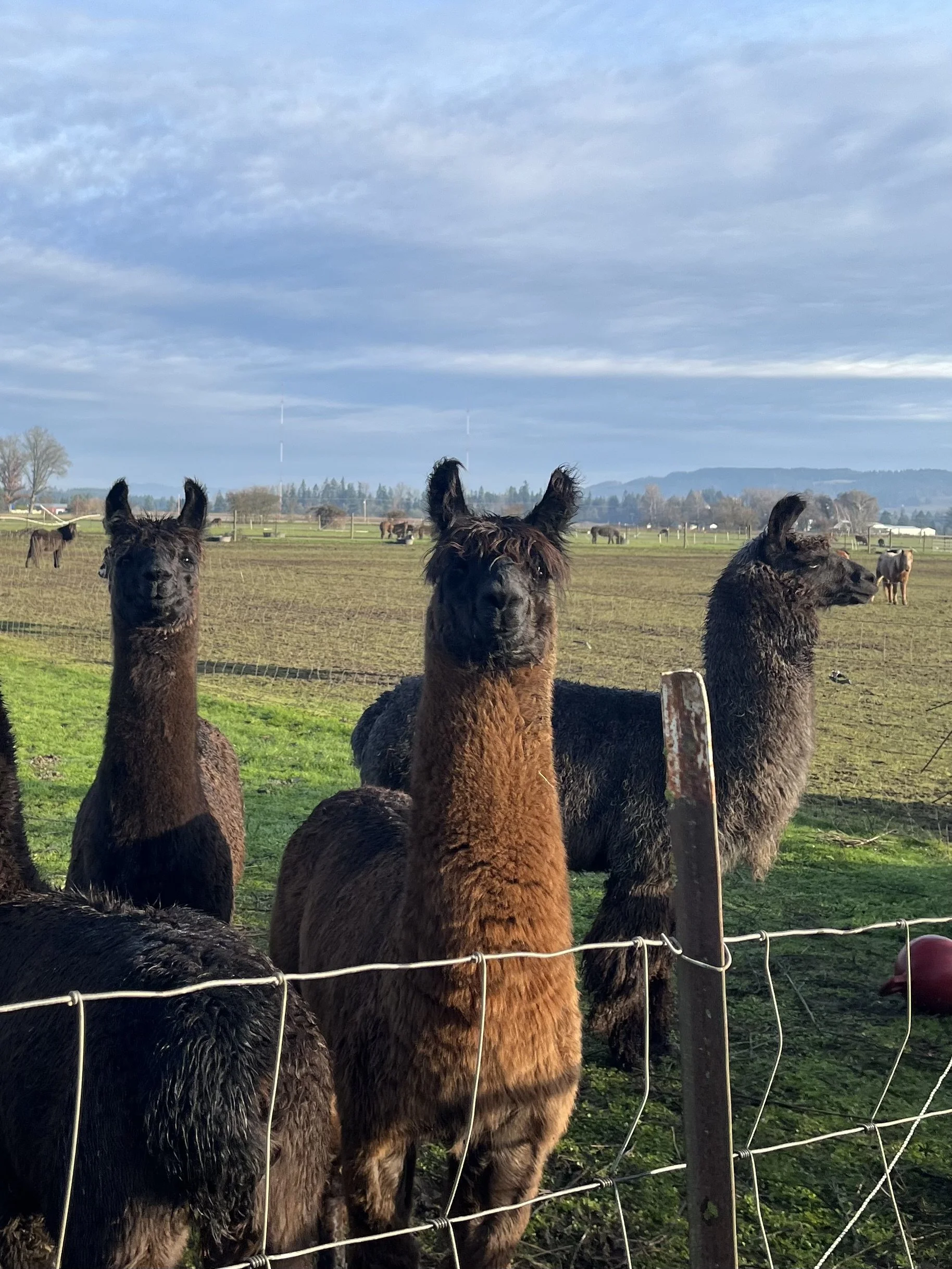 WW LLAMA ARG BOYS.jpeg