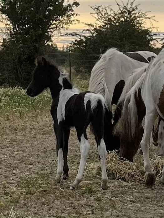 A black and white foal standing outdoors near adult horses at sunset.