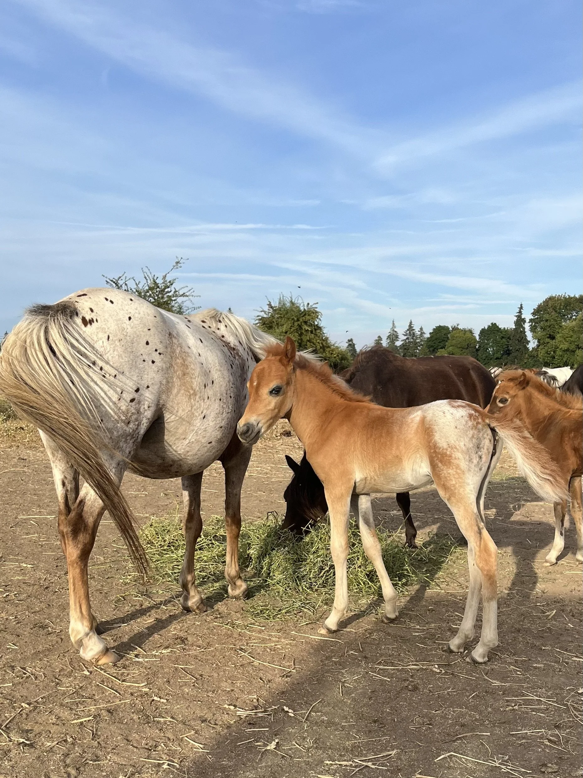 website mini appy 2026 foal.jpeg