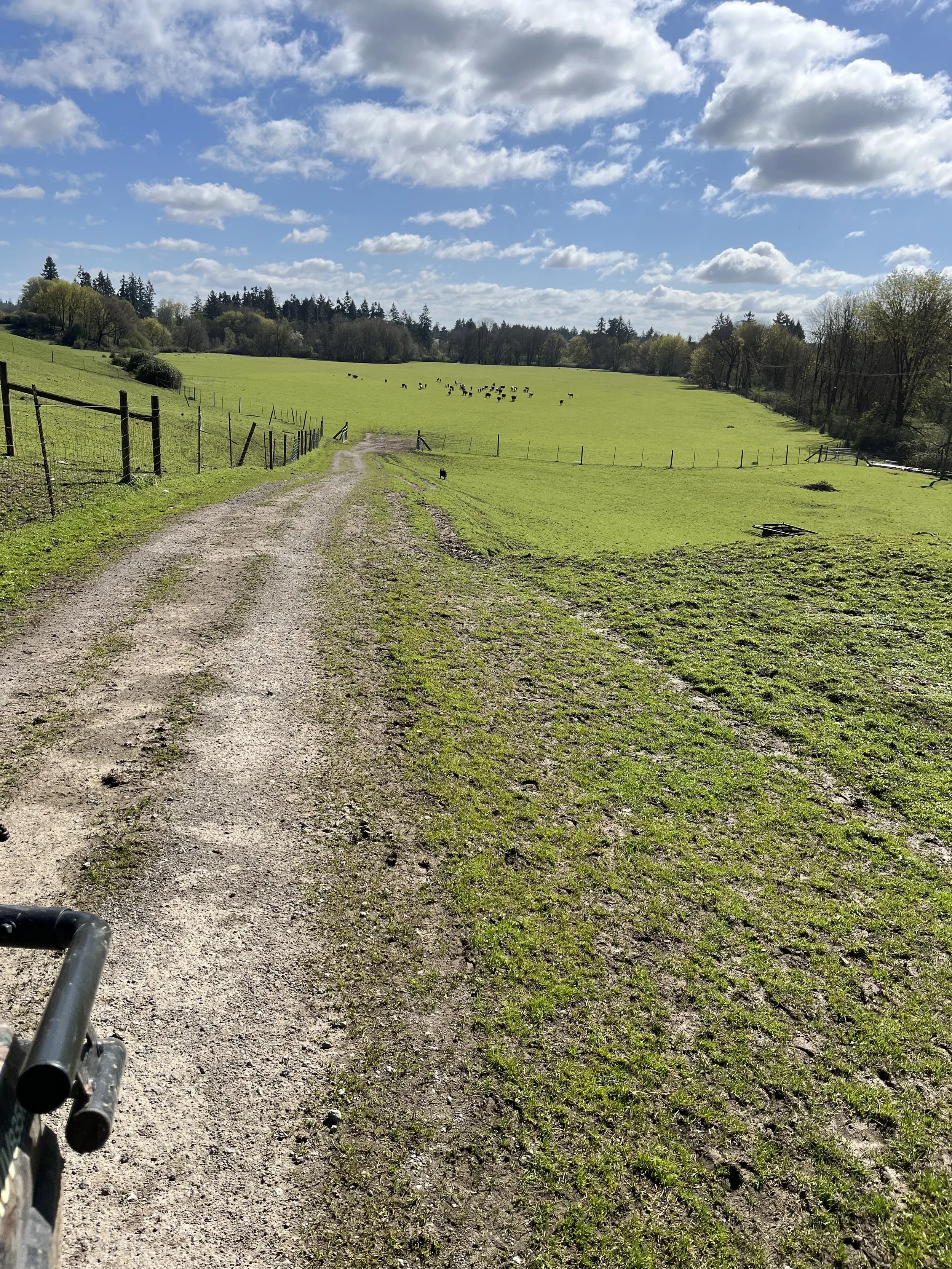 A dirt path running through a grassy field with trees in the background and a blue sky with scattered clouds.