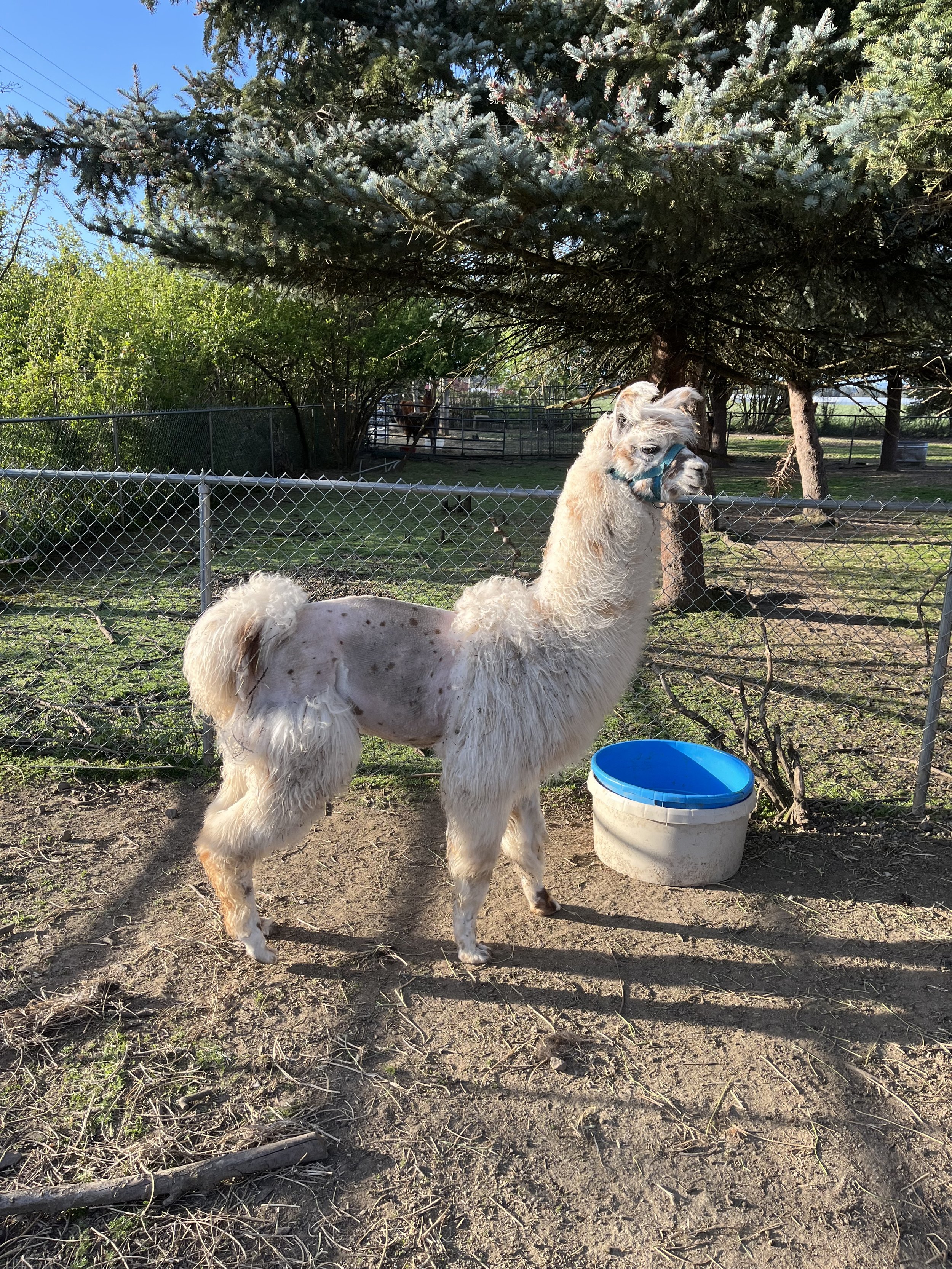A llama with white curly fur standing in a fenced outdoor area with trees and a blue bucket nearby.