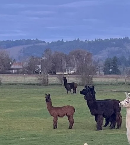 WW LLAMA HERD ARG.jpeg