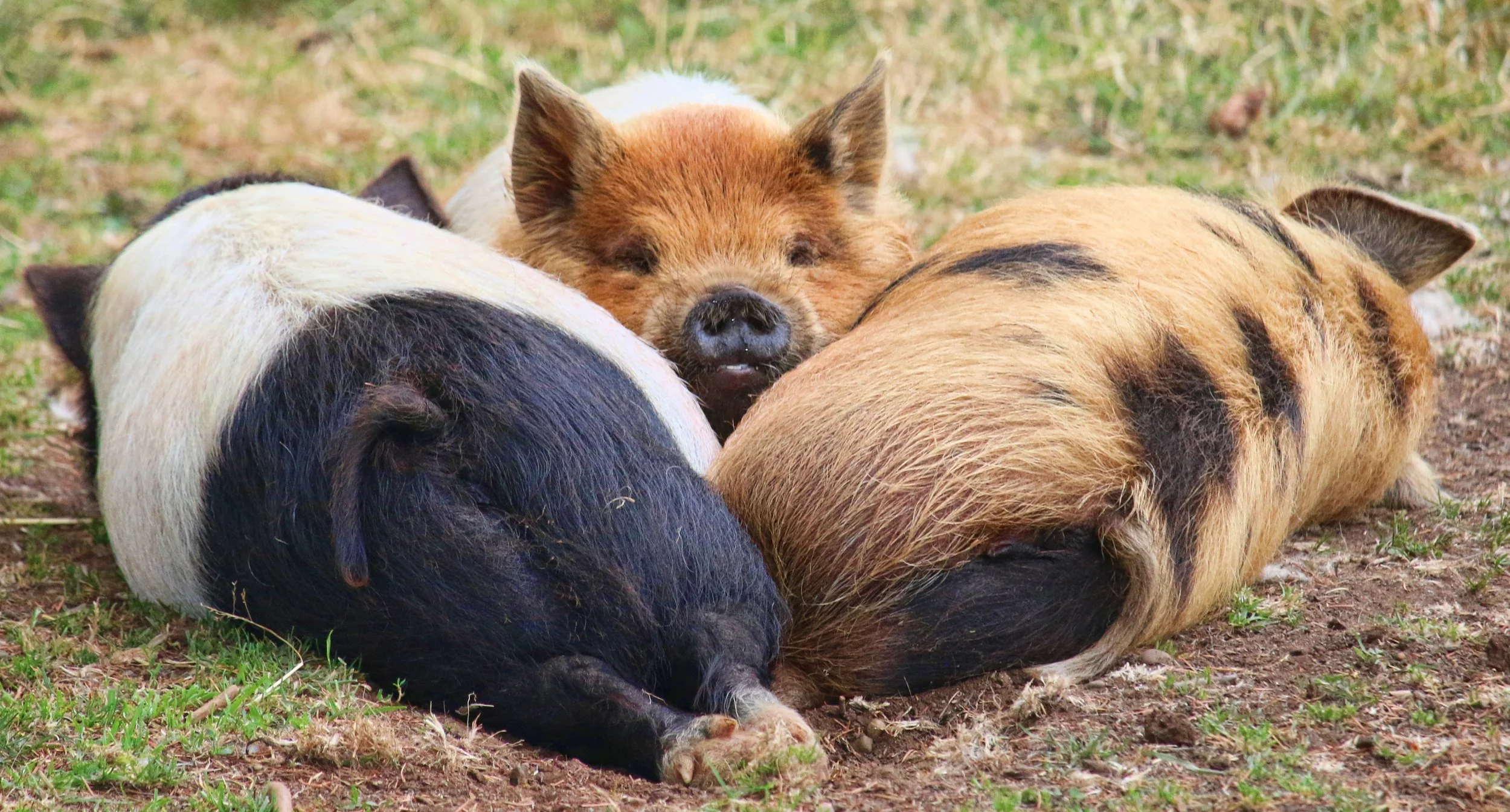 3 tween piggies.JPG