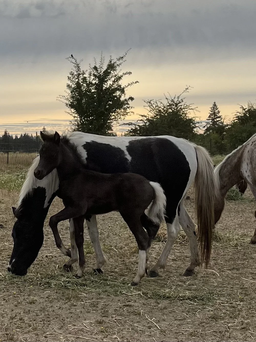 A black foal with white markings stands next to a large black and white adult horse, both grazing outdoors at sunset, with trees and a cloudy sky in the background.