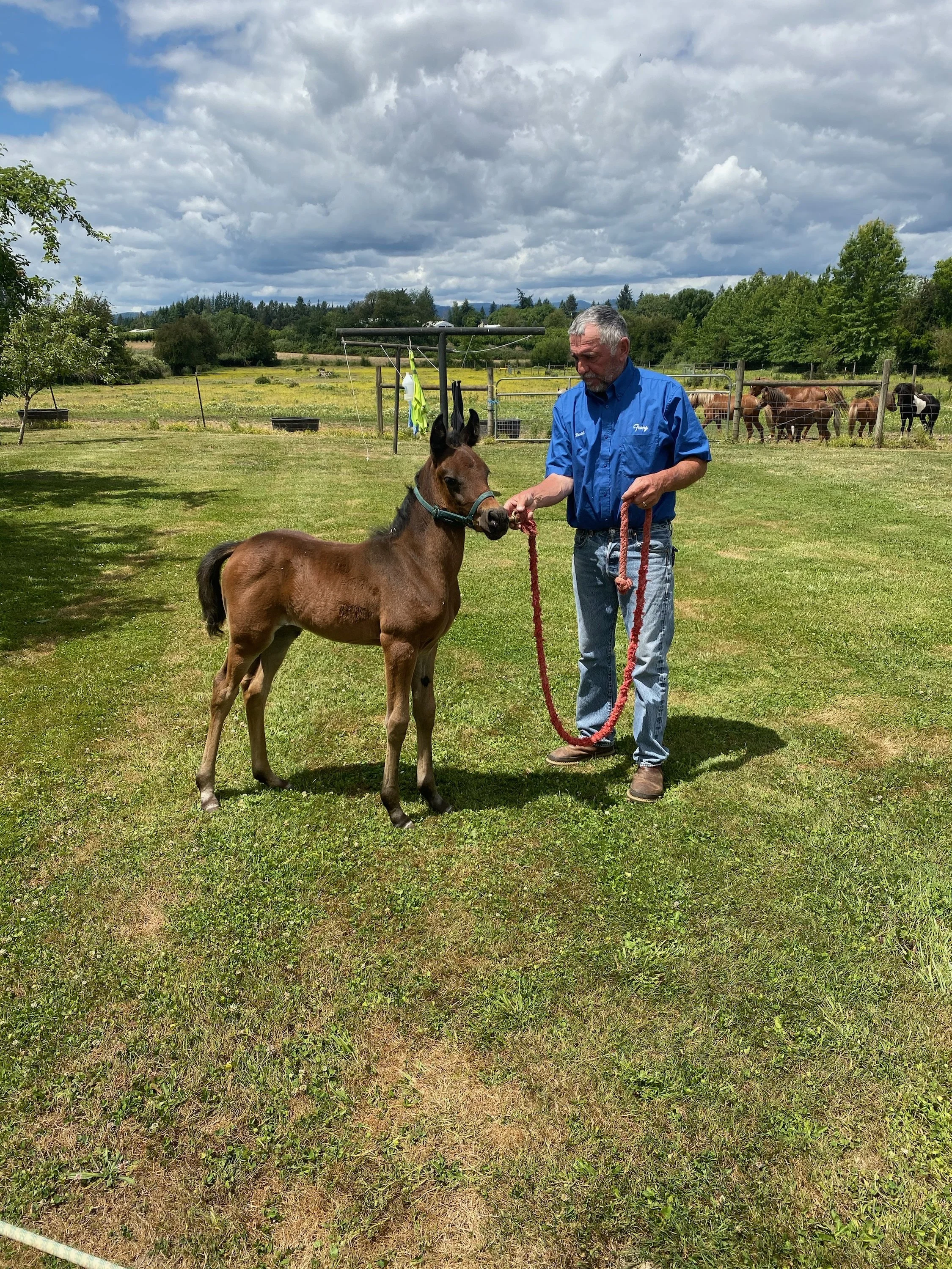 A man in a blue shirt holding the lead of a young foal in a grassy field. In the background, several adult horses graze near a fence under a partly cloudy sky.