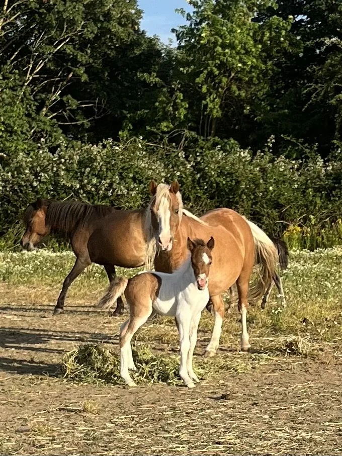 A calf standing on a dirt field with two horses in the background, surrounded by green foliage.