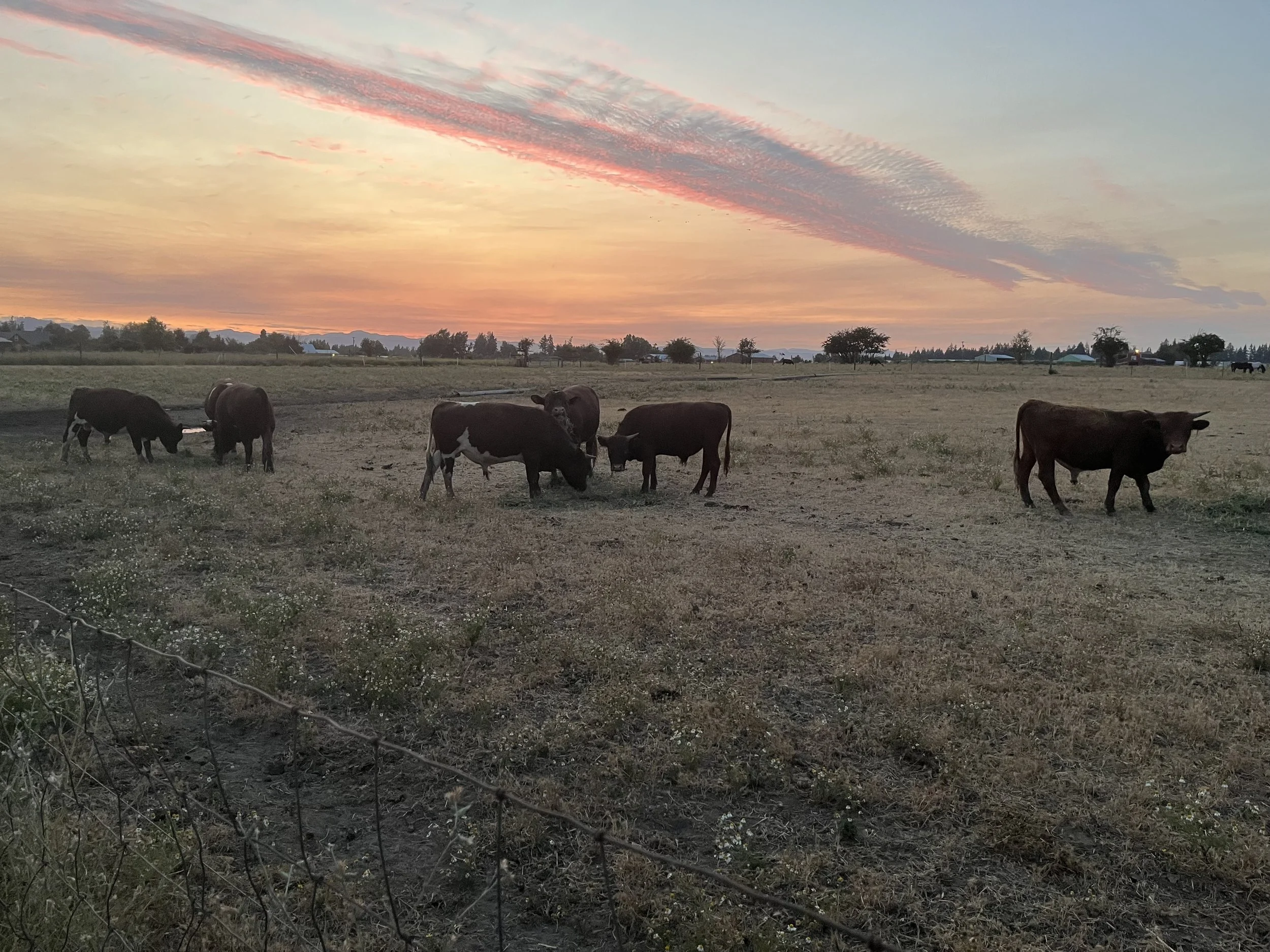 website bull pasture sunset.jpeg