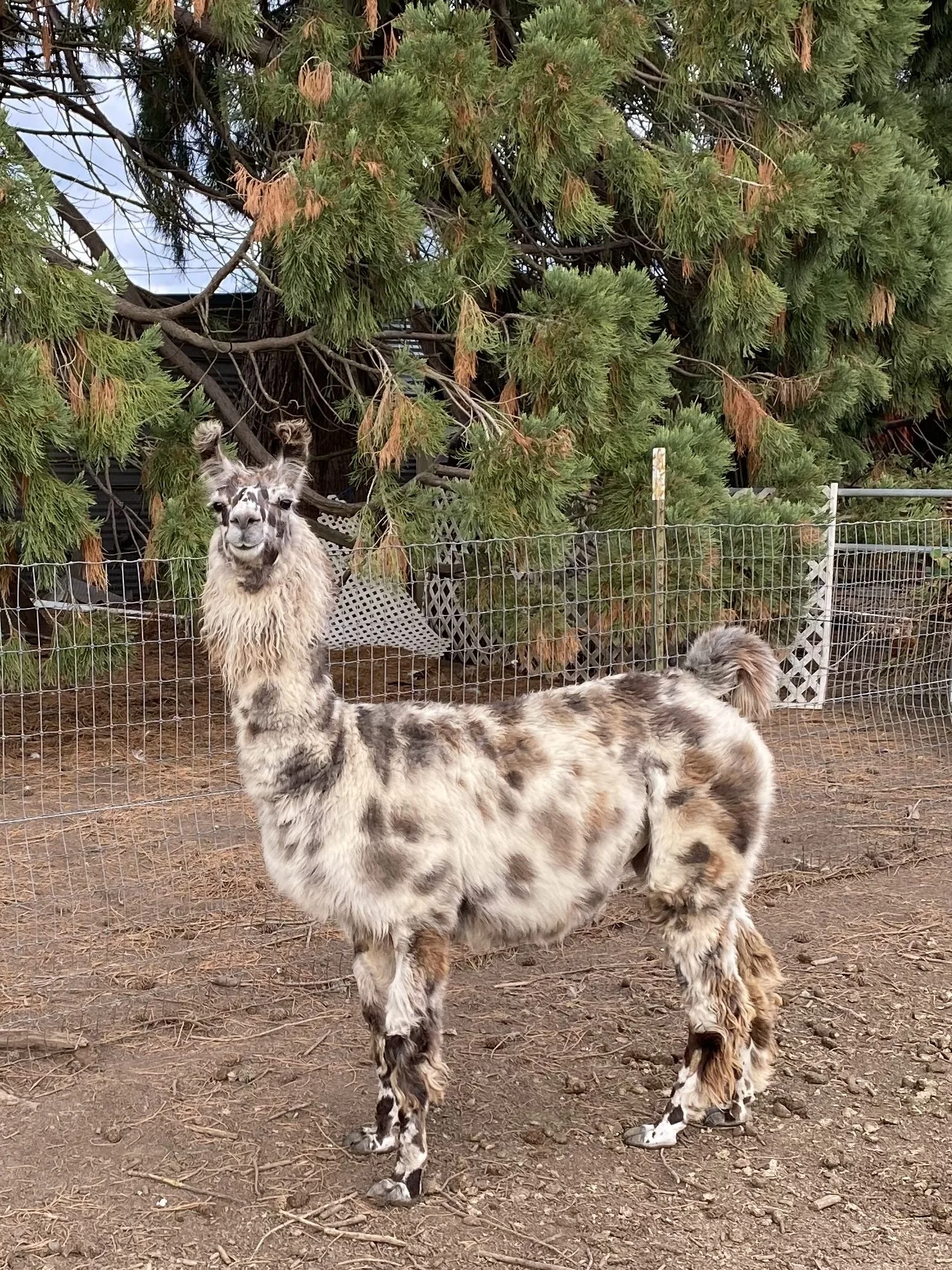 A llama with black and white fur standing on dirt ground inside an enclosure with a metal wire fence. Behind the llama, there are large green pine trees.
