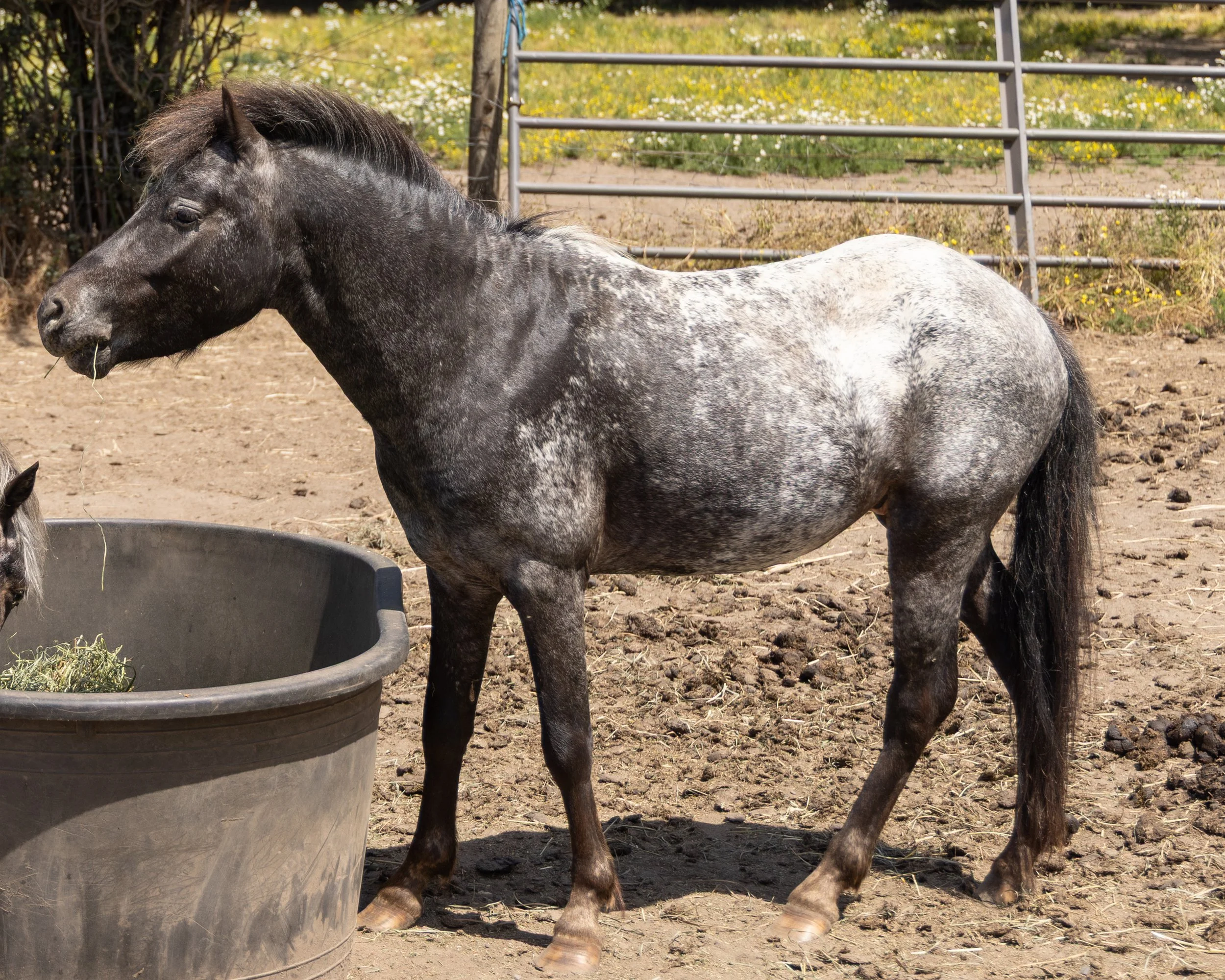 2026 Brian Ponies Falcon .jpg