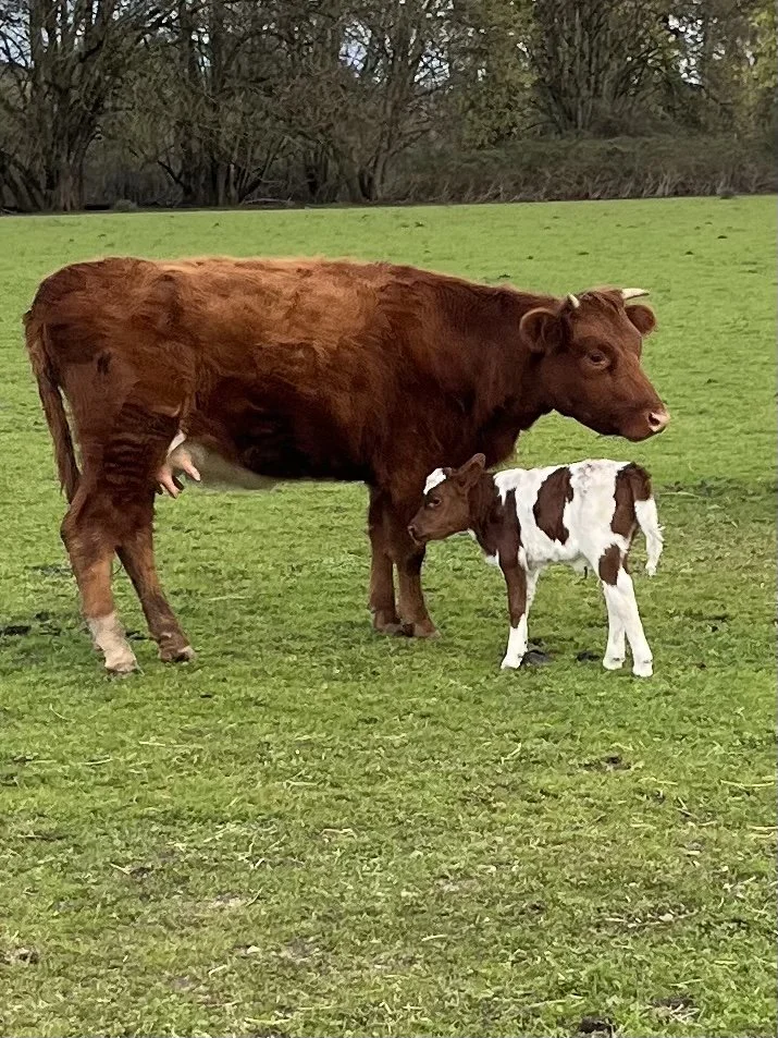 A brown cow and a brown and white calf standing on green grass with trees in the background.