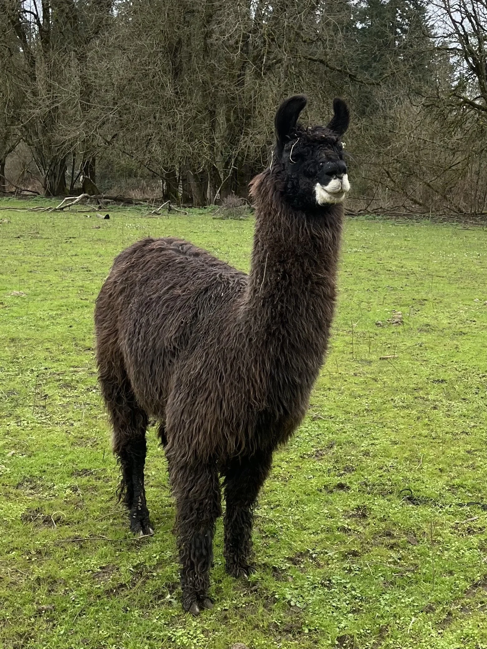A black llama standing in a grassy field with trees in the background.