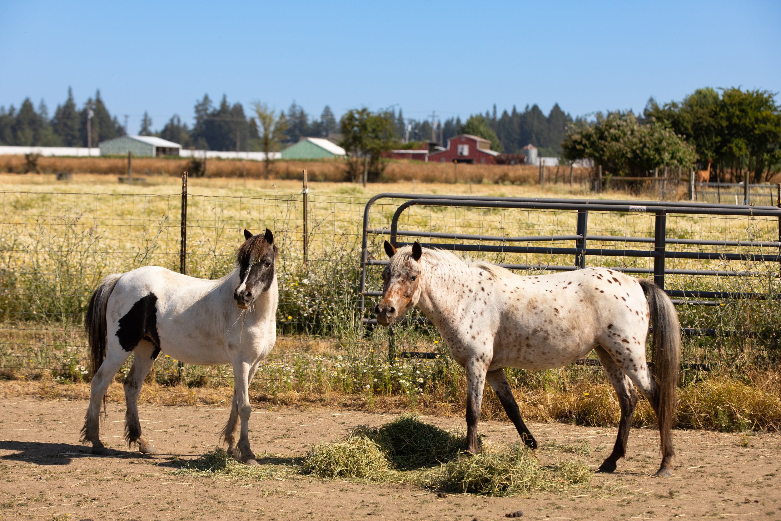 2026 Brian Ponies Pinto and appy .jpg