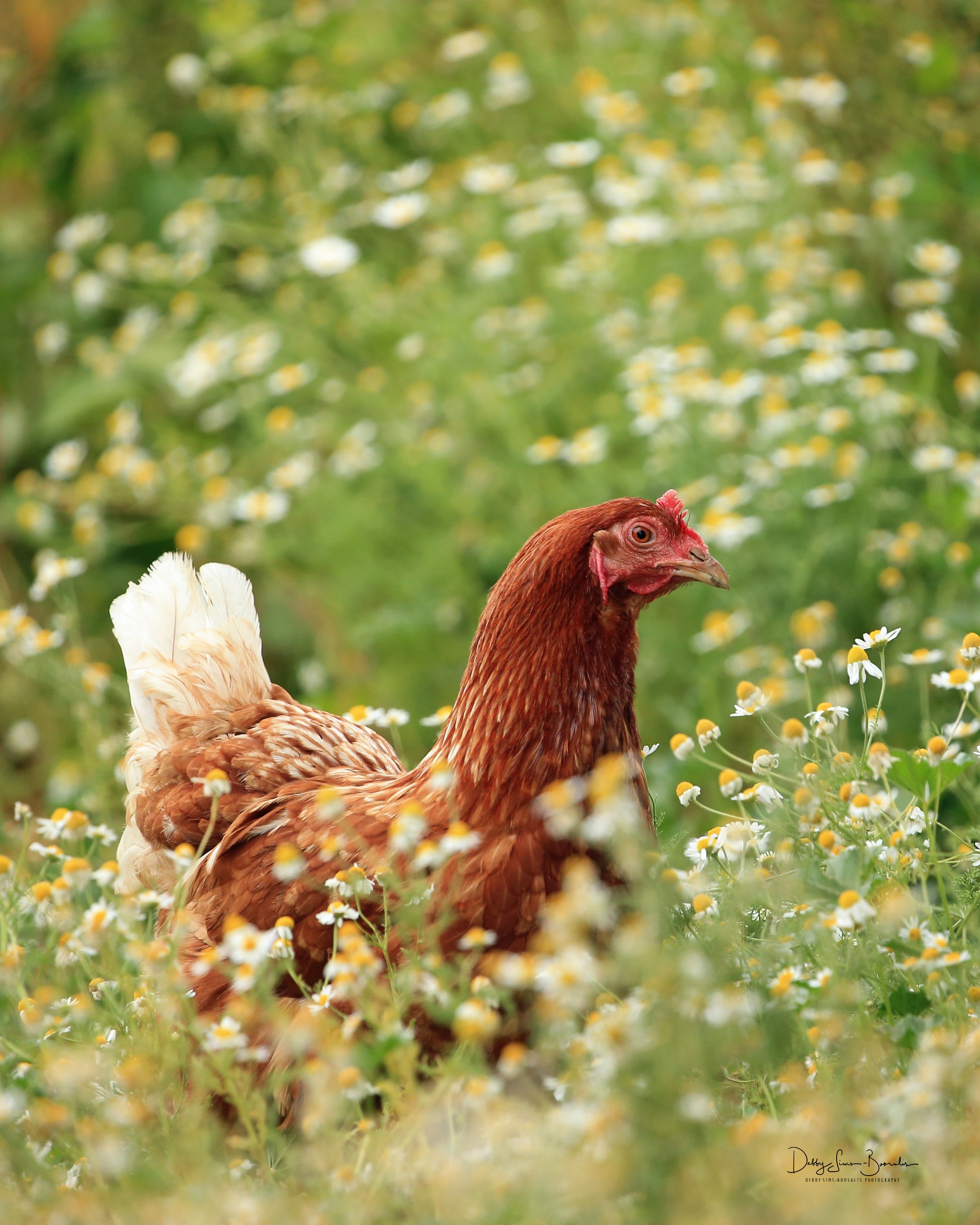 Red Hen.jpg