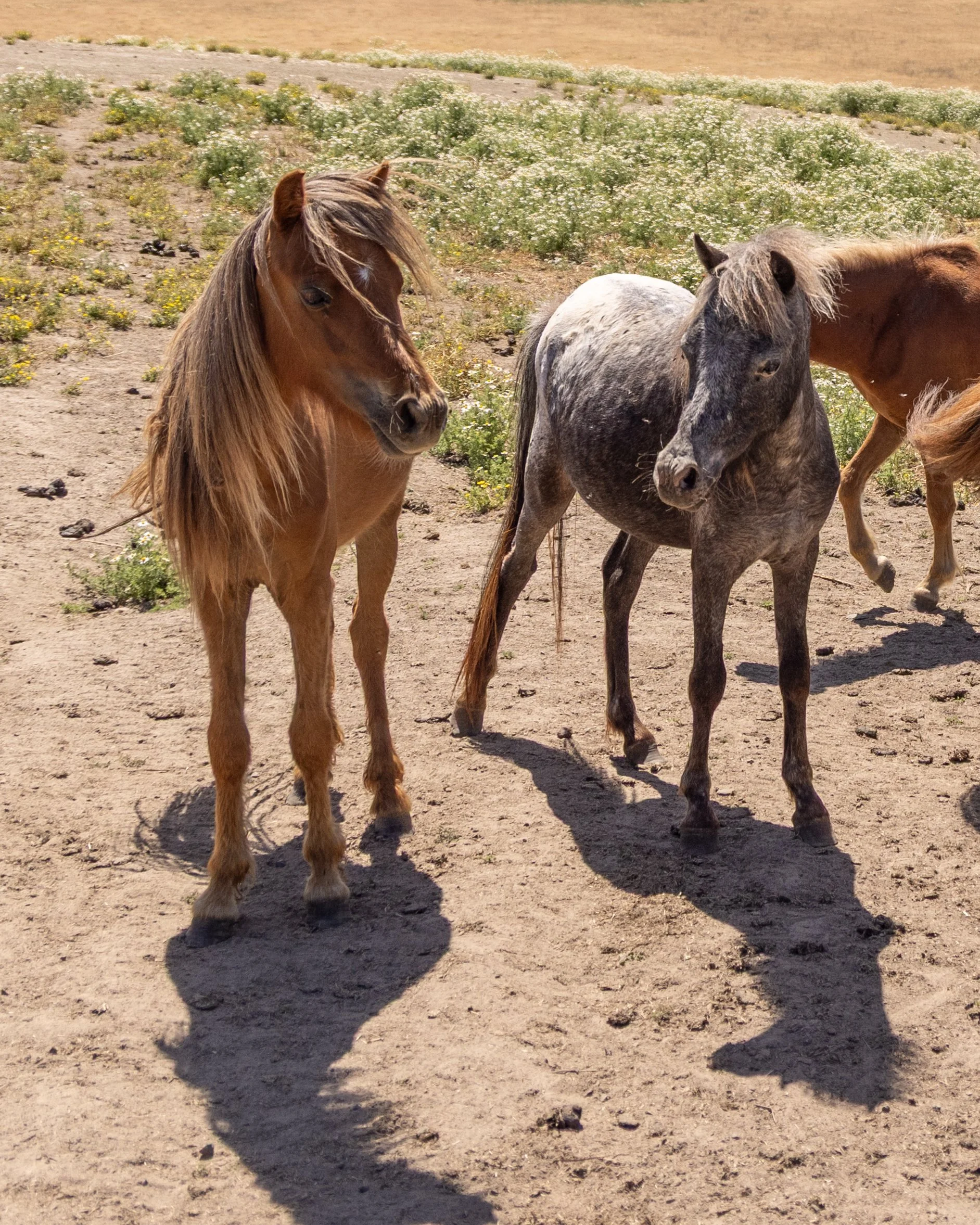 2026 Brian Ponies hillside appy and sorrel .jpg
