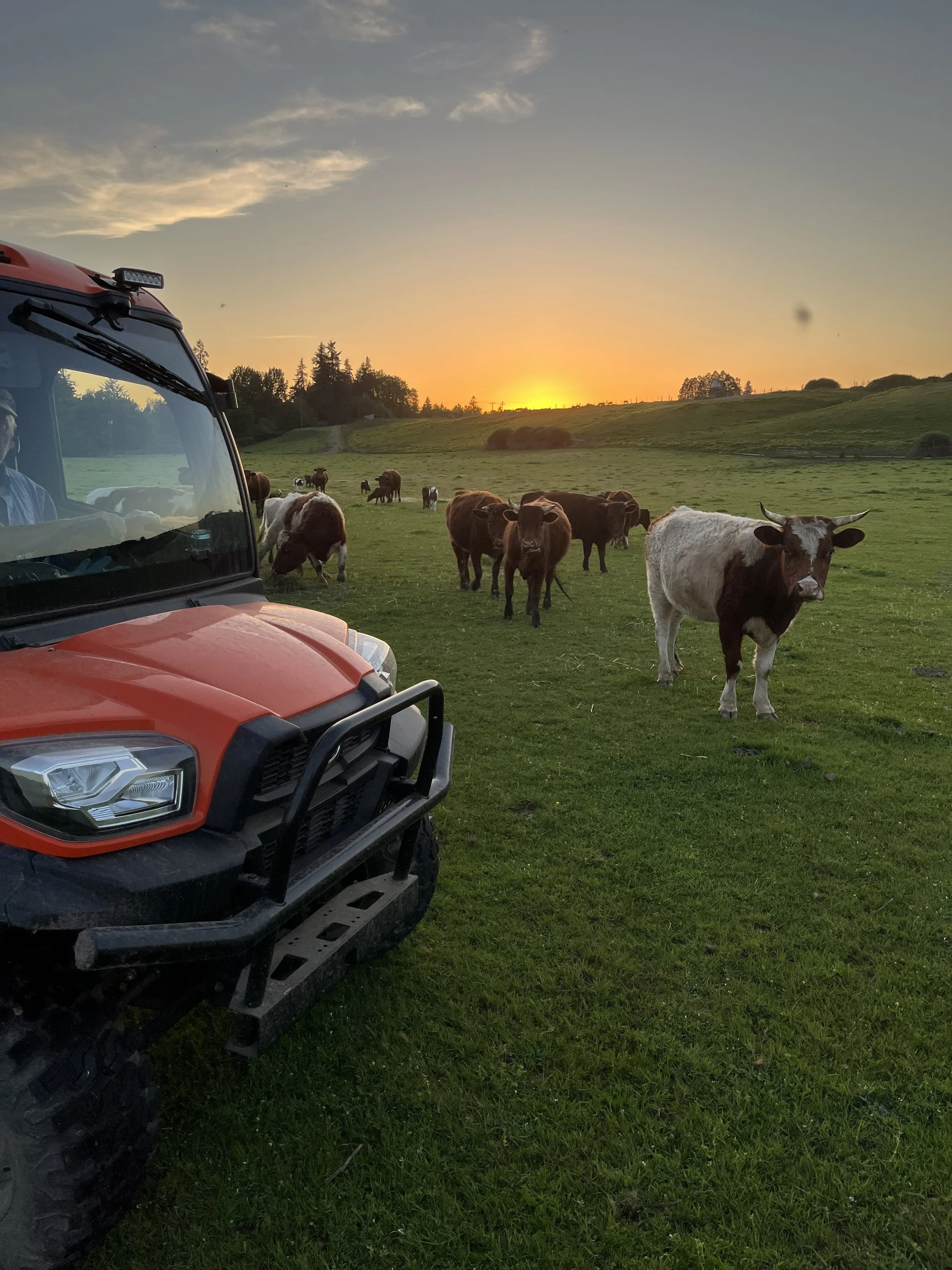 website cattle sunset 2.jpeg