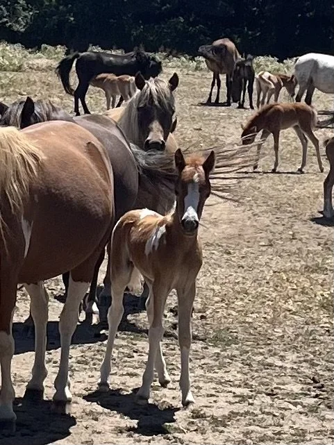 Group of horses and a foal on a dirt field, with some grazing and others standing.