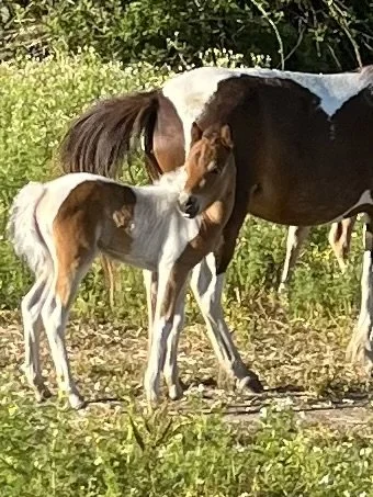 A foal nursing from its mother horse in a grassy outdoor setting.